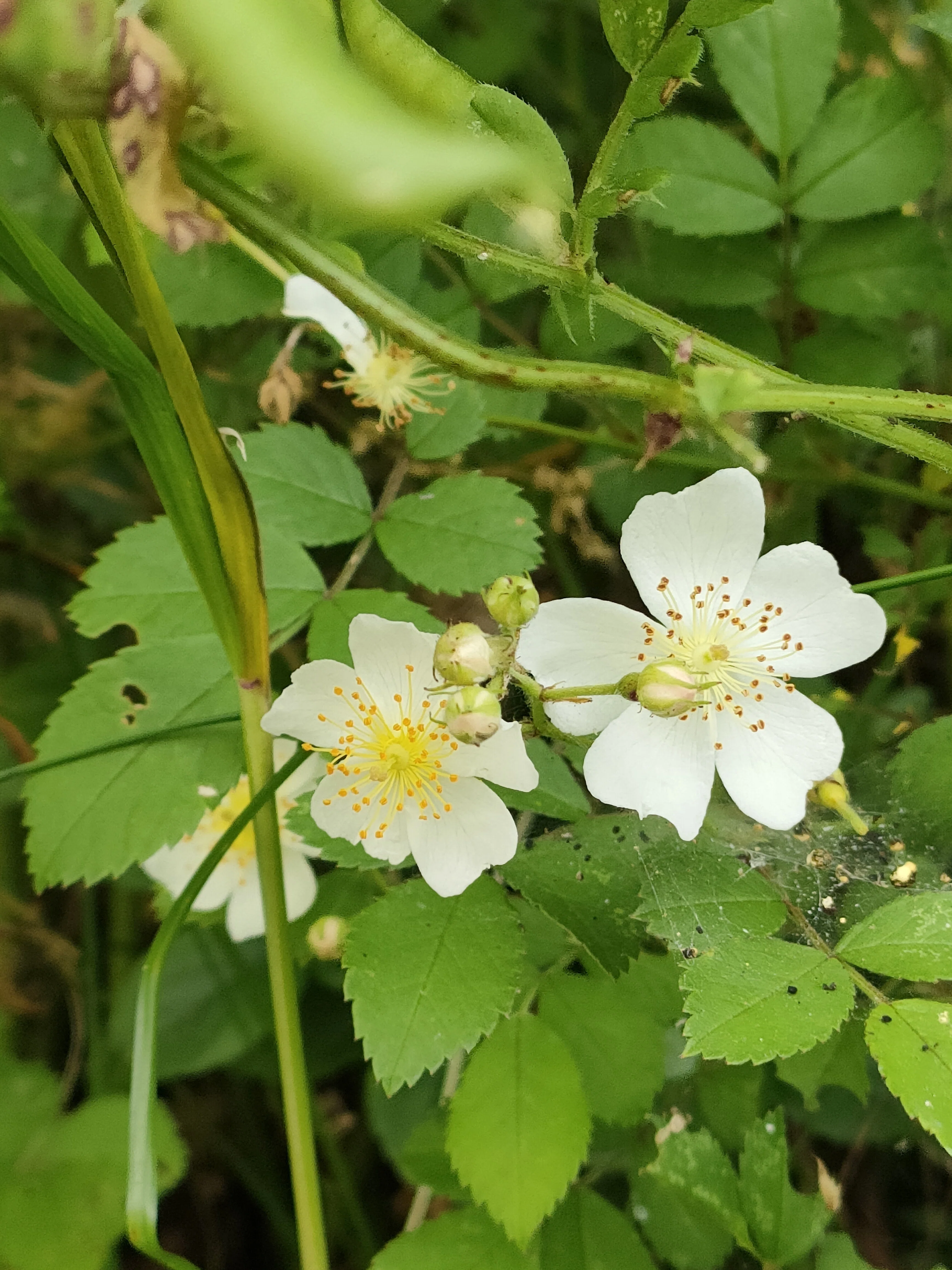 ノイバラの花｜月澄狸