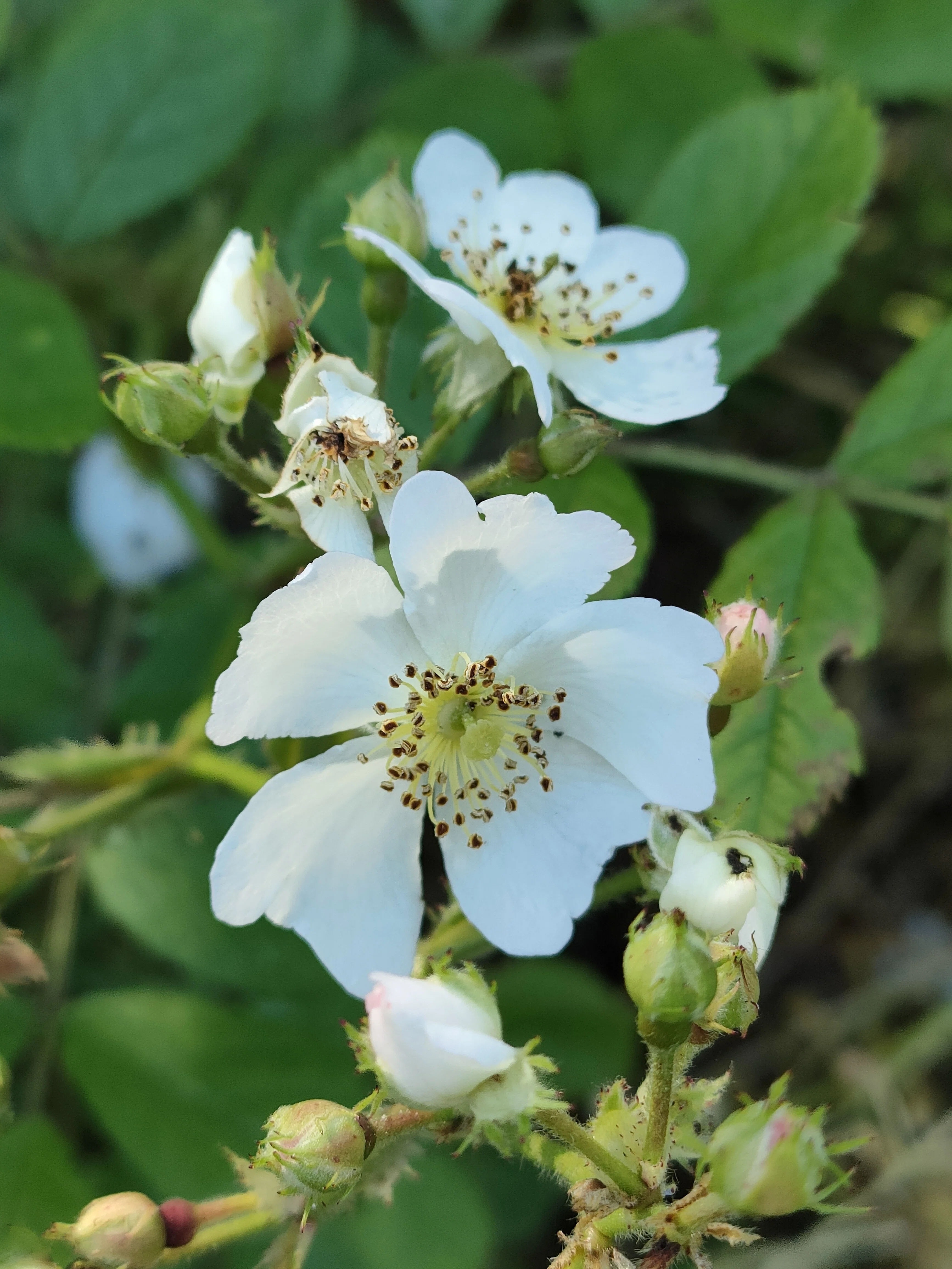 ノイバラの花｜月澄狸