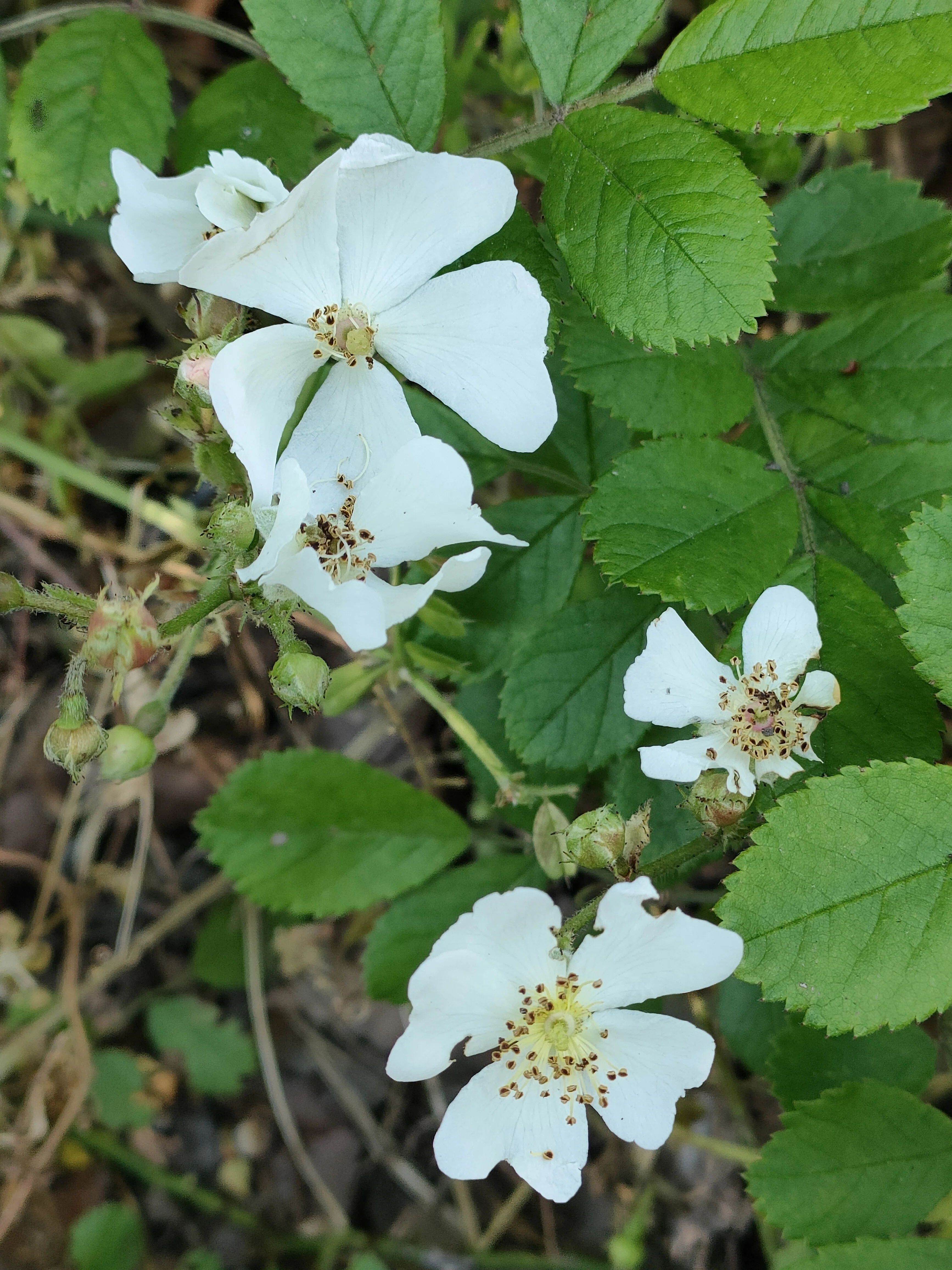 ノイバラの花｜月澄狸