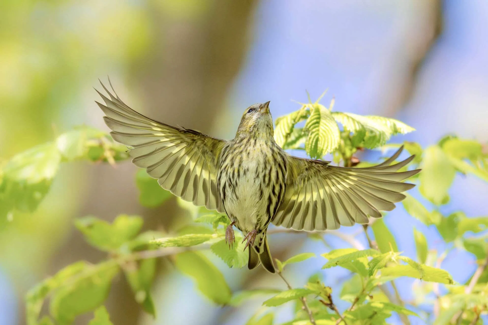 2026年5月の野鳥観察 森林編｜TOLIMAN Hondα