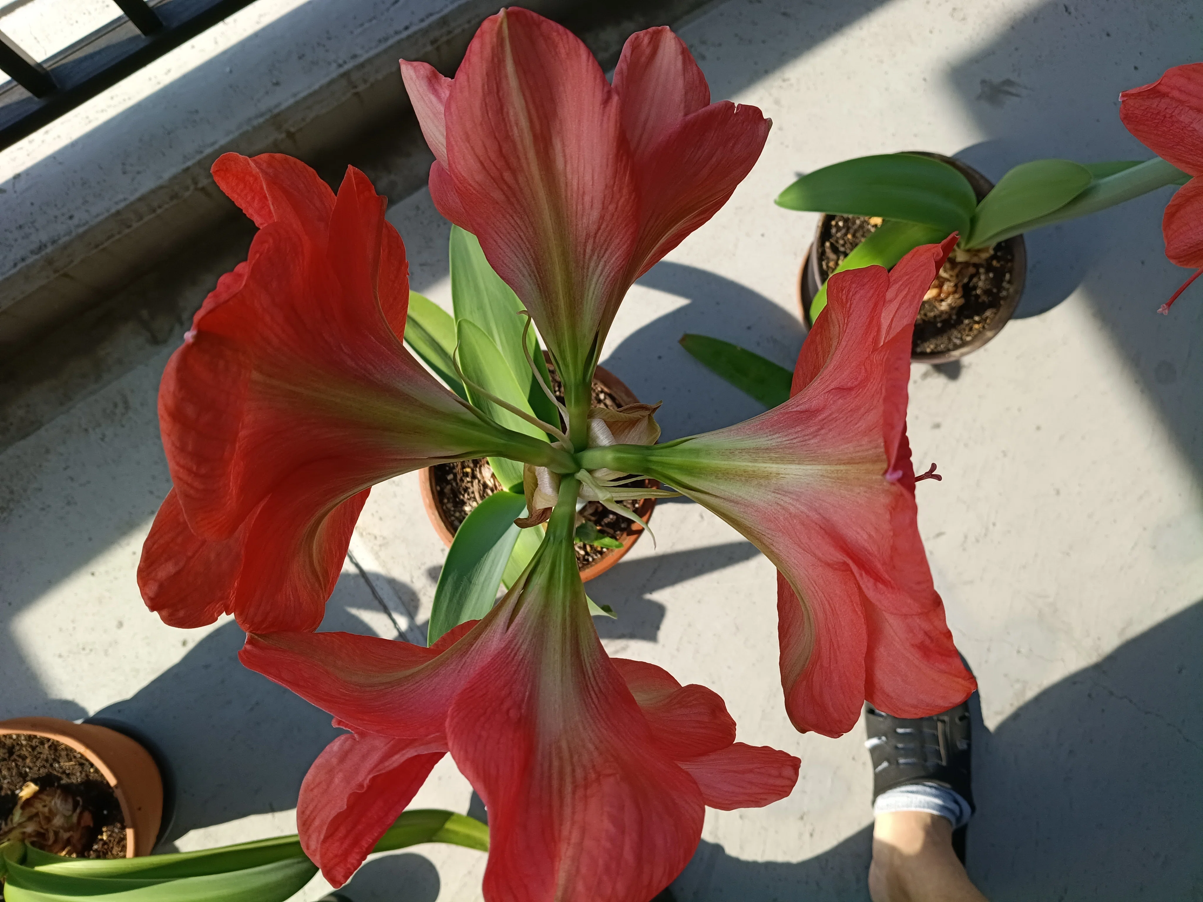今年もアマリリスが開花しました｜ADPUB