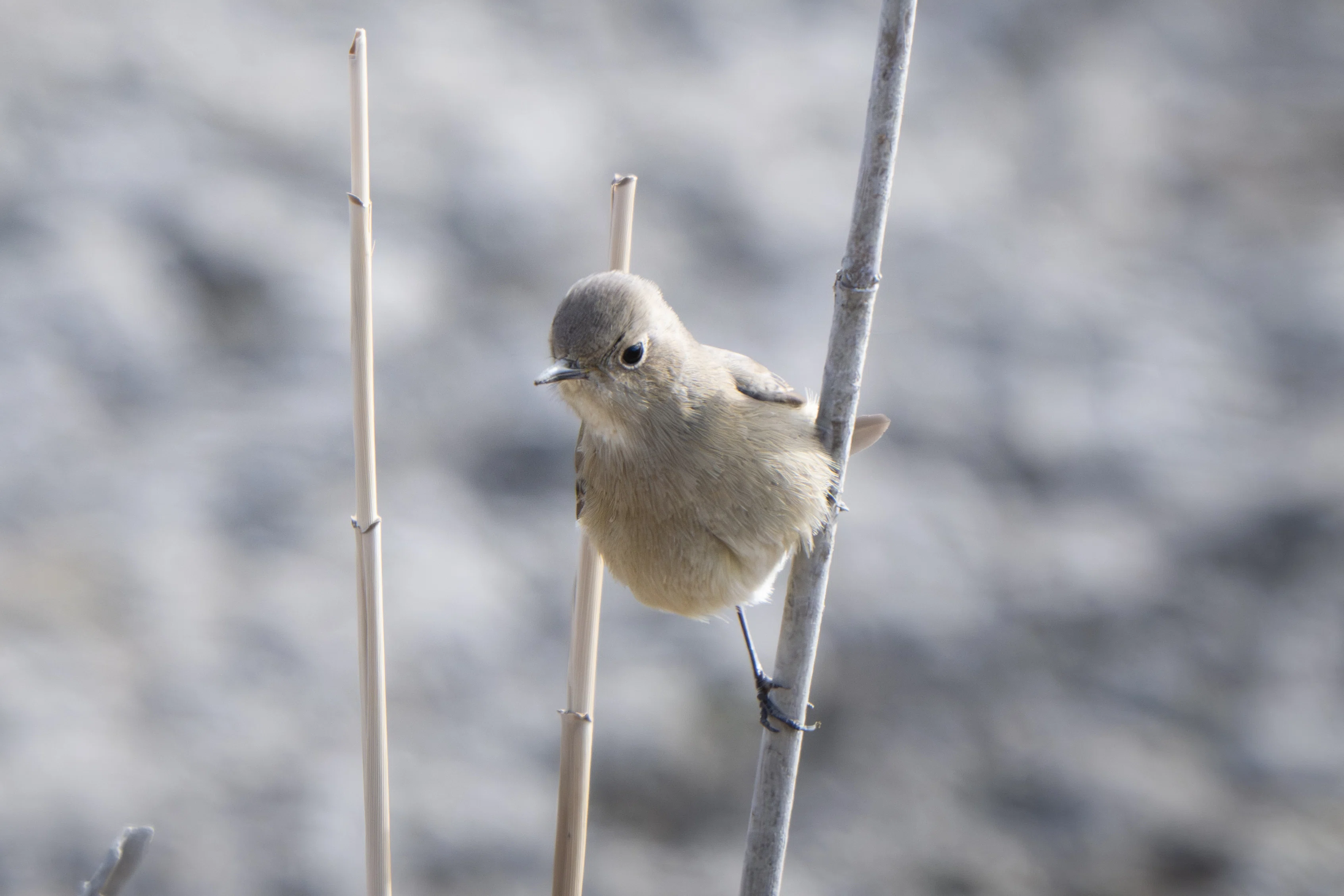 沼公園で探鳥散歩｜オオハクチョウやカワセミに会えた日｜METAL