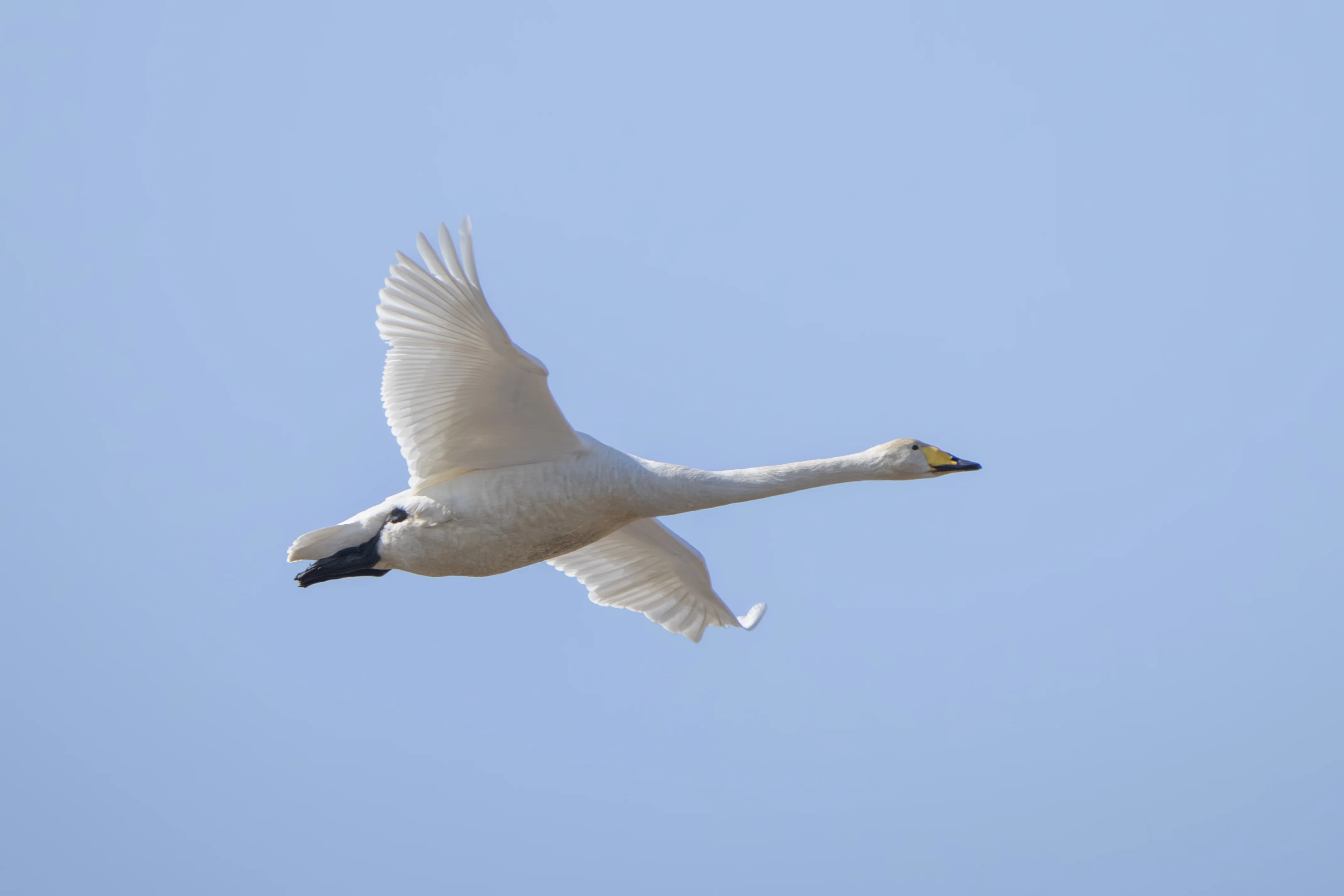 沼公園で探鳥散歩｜オオハクチョウやカワセミに会えた日｜METAL