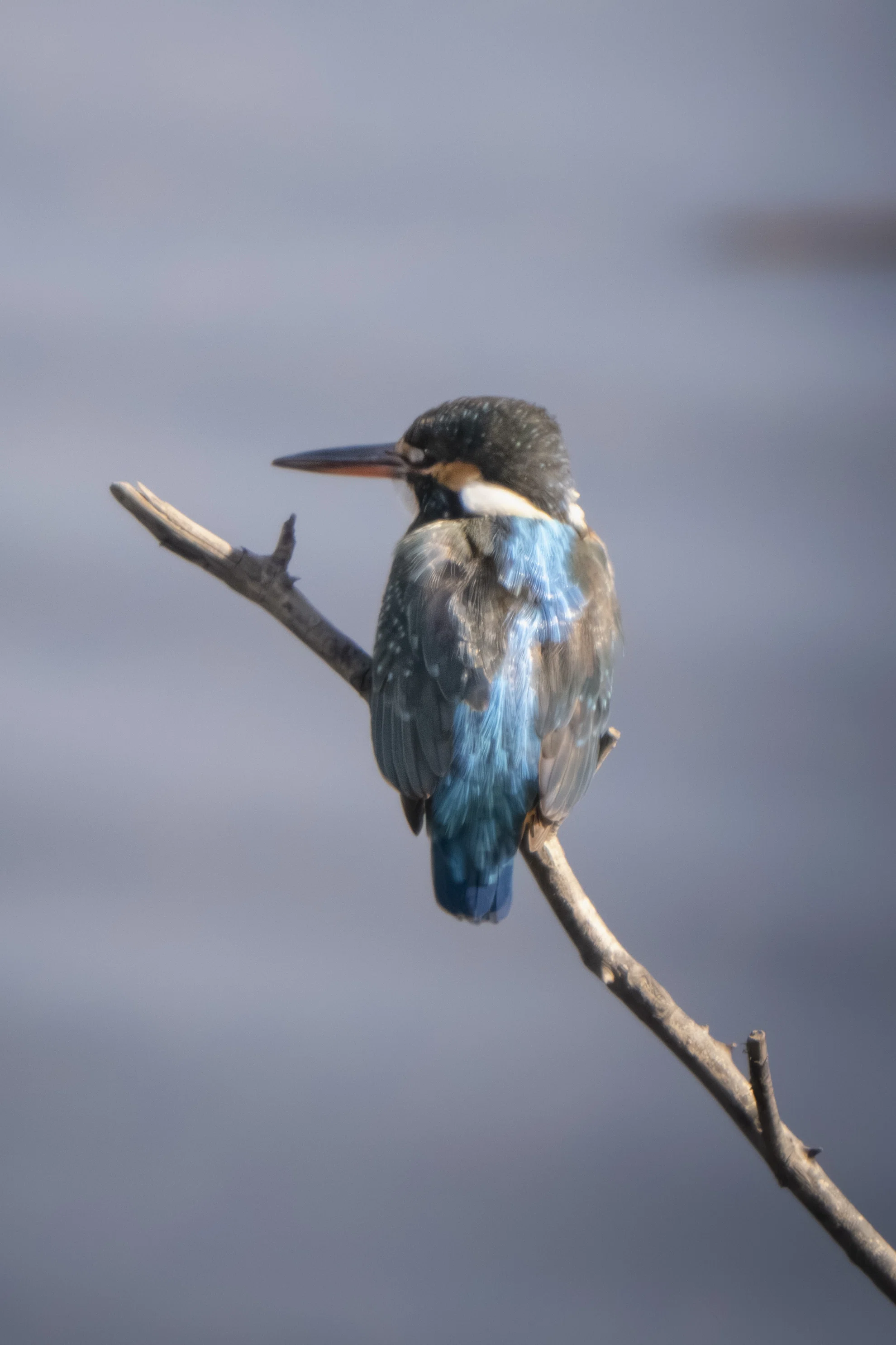 沼公園で探鳥散歩｜オオハクチョウやカワセミに会えた日｜METAL