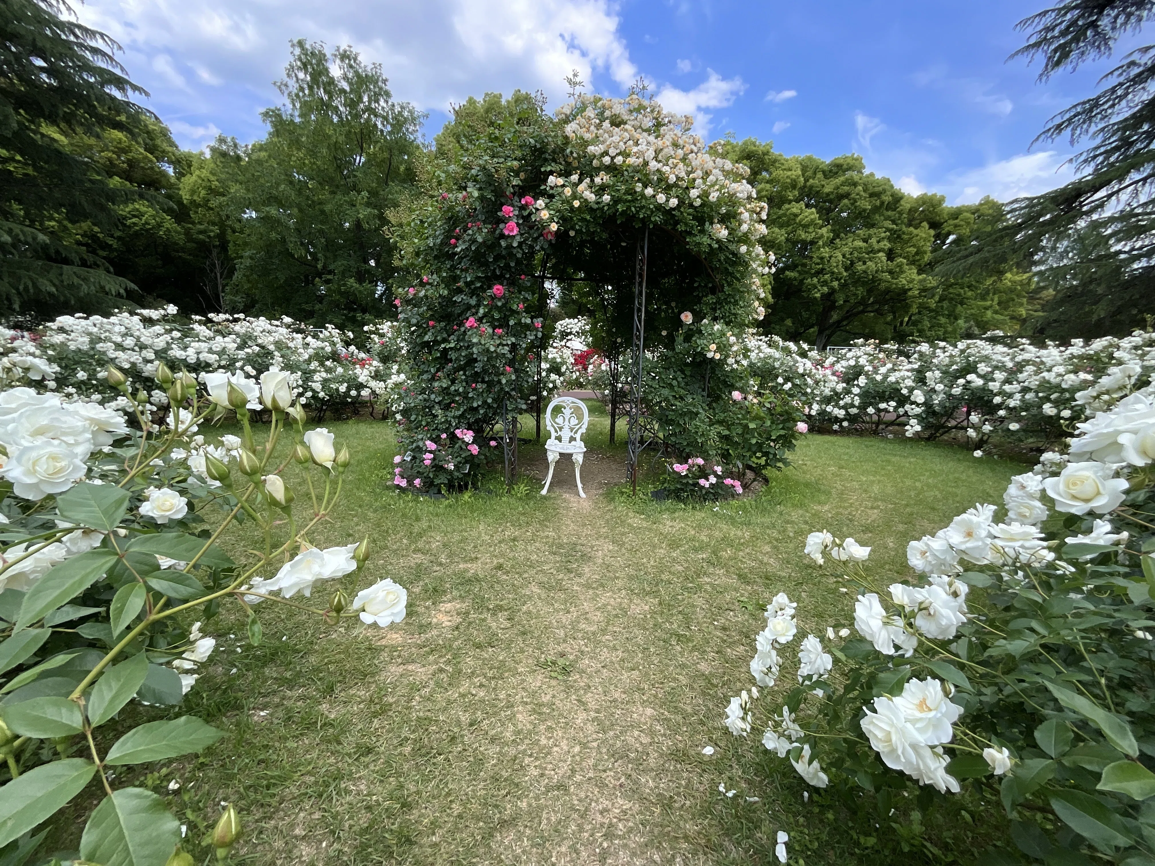 希少(ᵔᴥᵔ)白花♫ホワイトガーデン アイスバーグ（京都府立植物園）：2026年5月9日（土）｜藤井秀昭