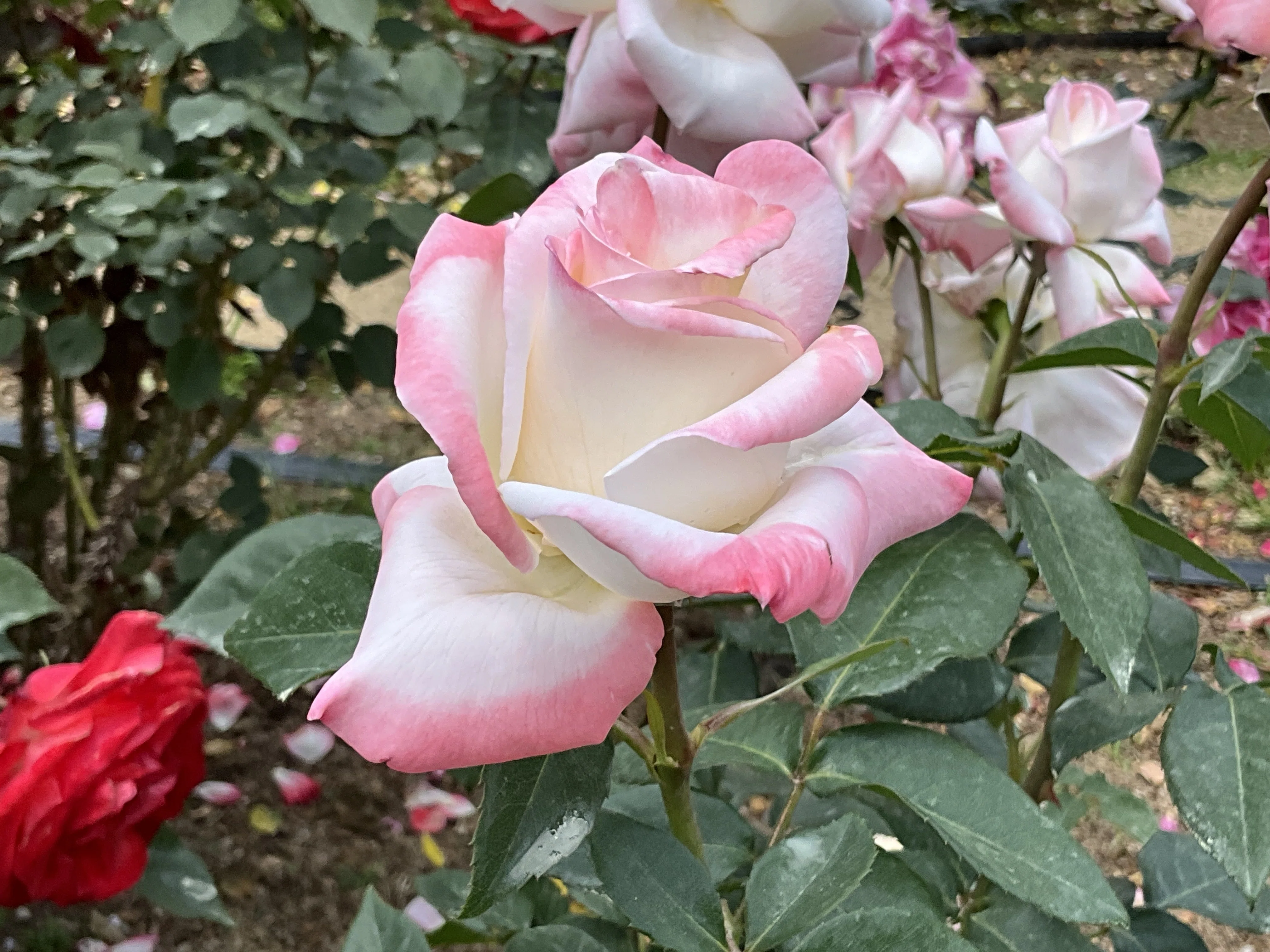 北山（京都府立植物園）：2026年5月15日（金）｜藤井秀昭（『京都居候