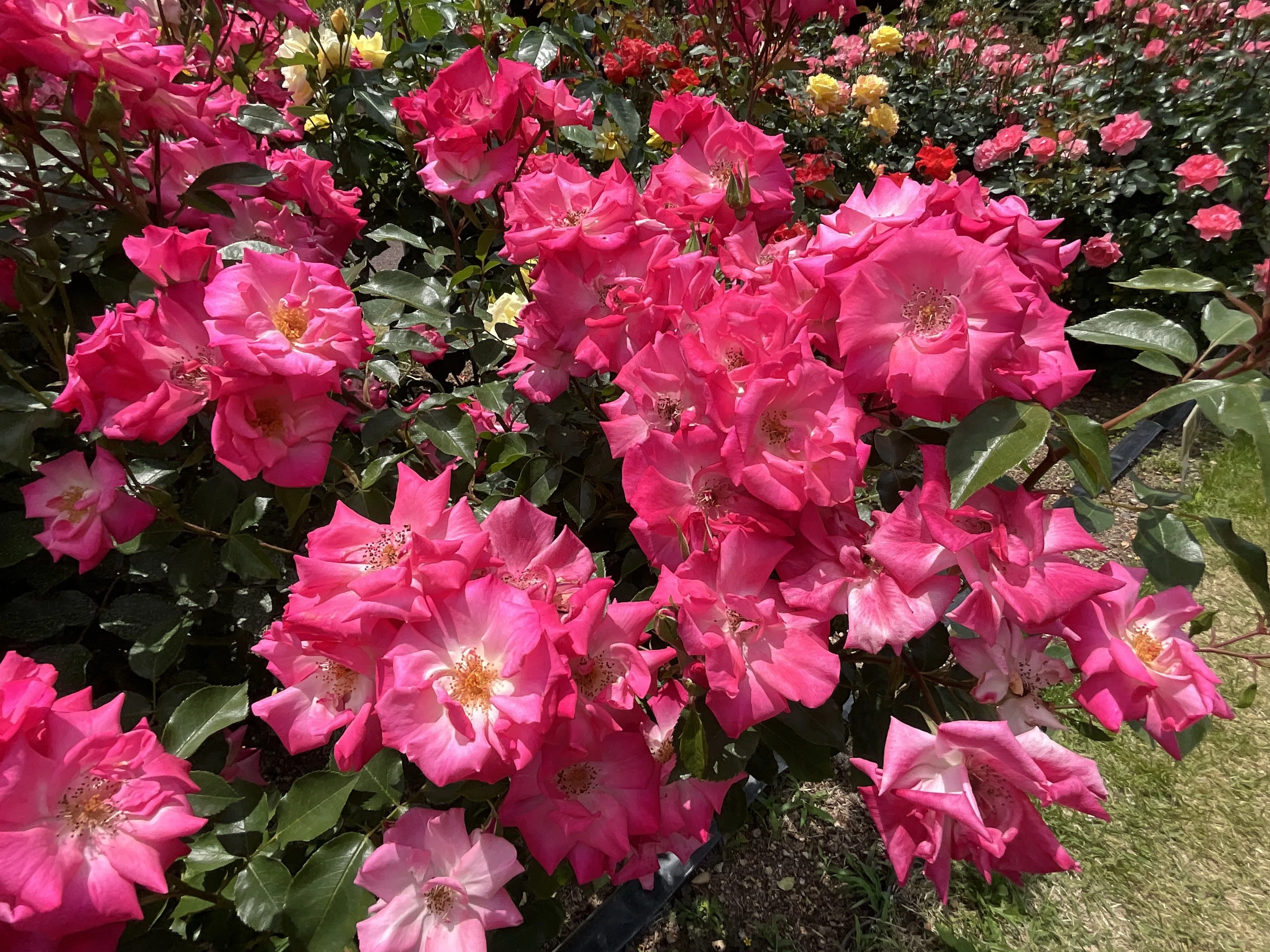 ラ・ビ・アン・ローズ（京都府立植物園）：2026年4月30日（木）｜藤井