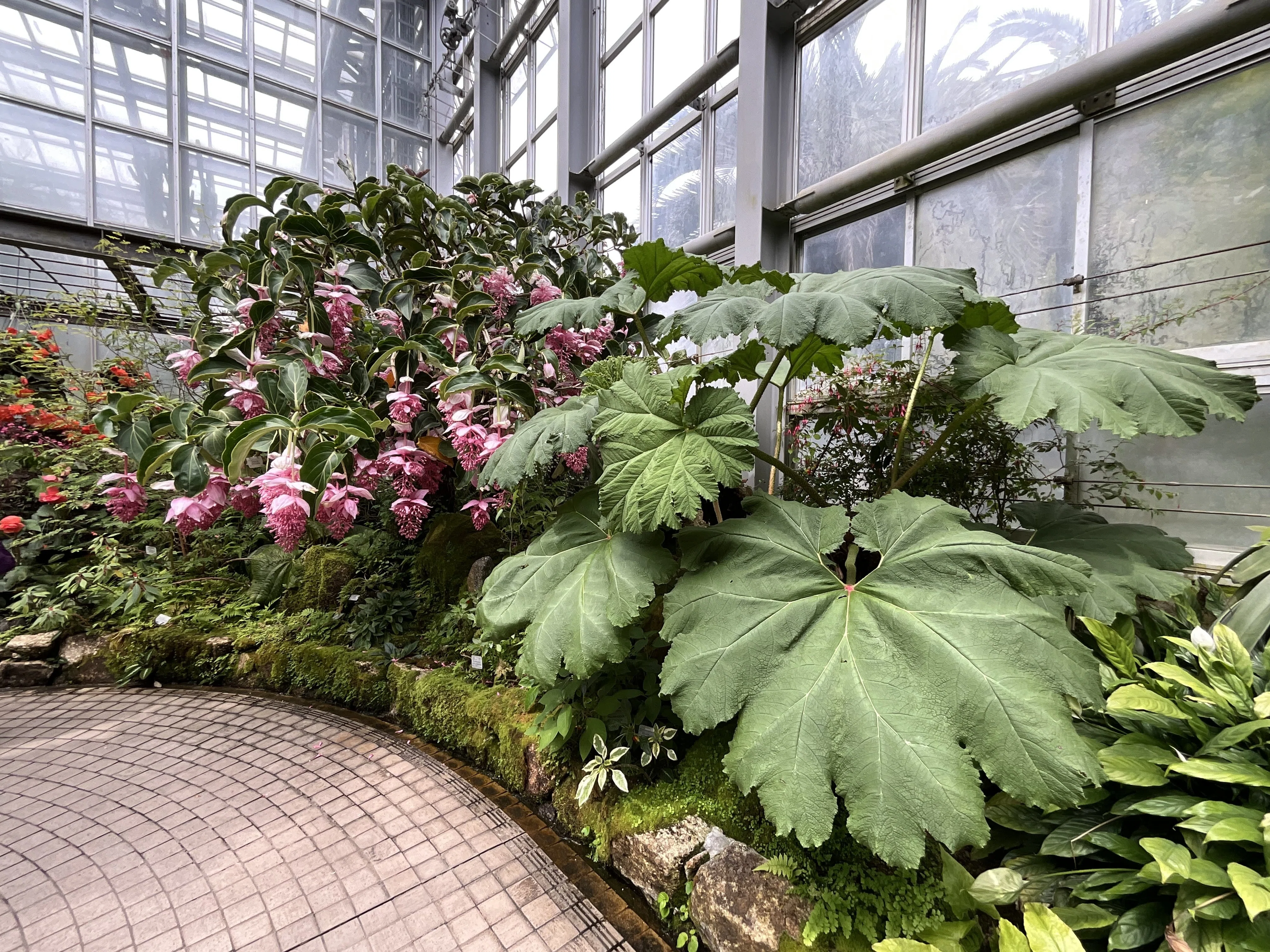 メディニラ・マグニフィカ（京都府立植物園）：2026年3月30日（月