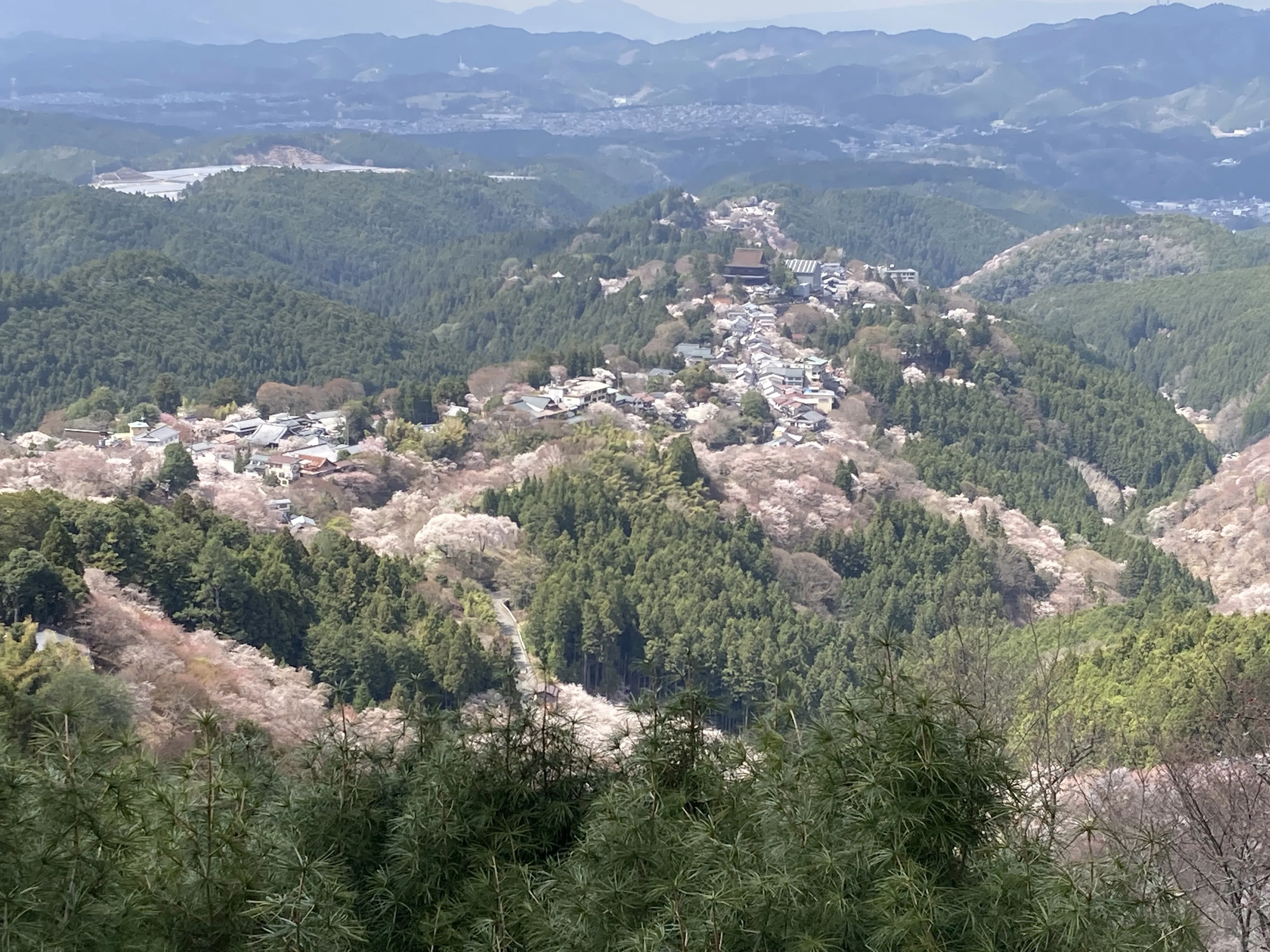 旅の記録】高野山と吉野の桜を見るツアー吉野山編｜シトラス