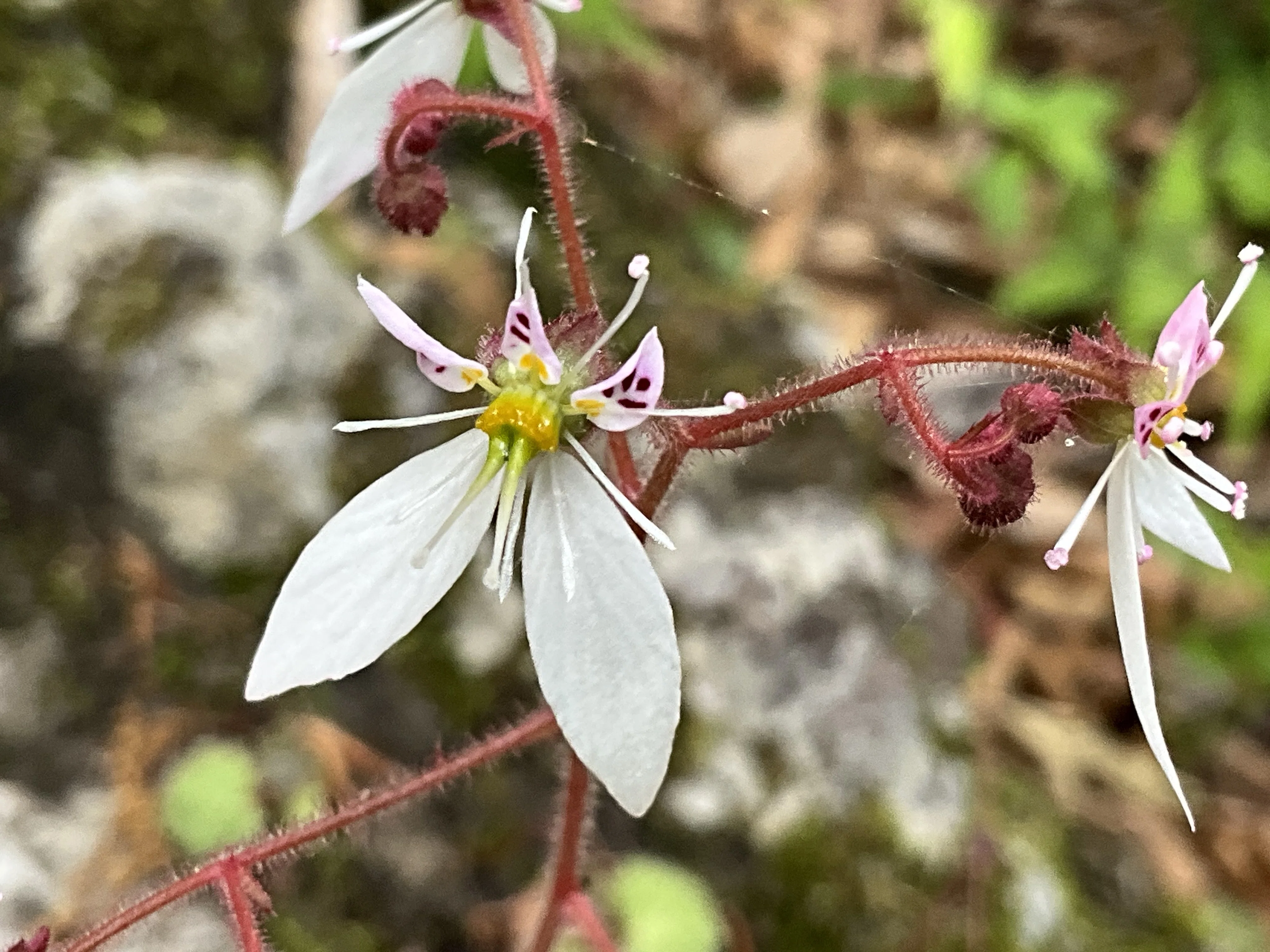 ユキノシタ（京都府立植物園）：2026年5月14日（木）｜藤井秀昭