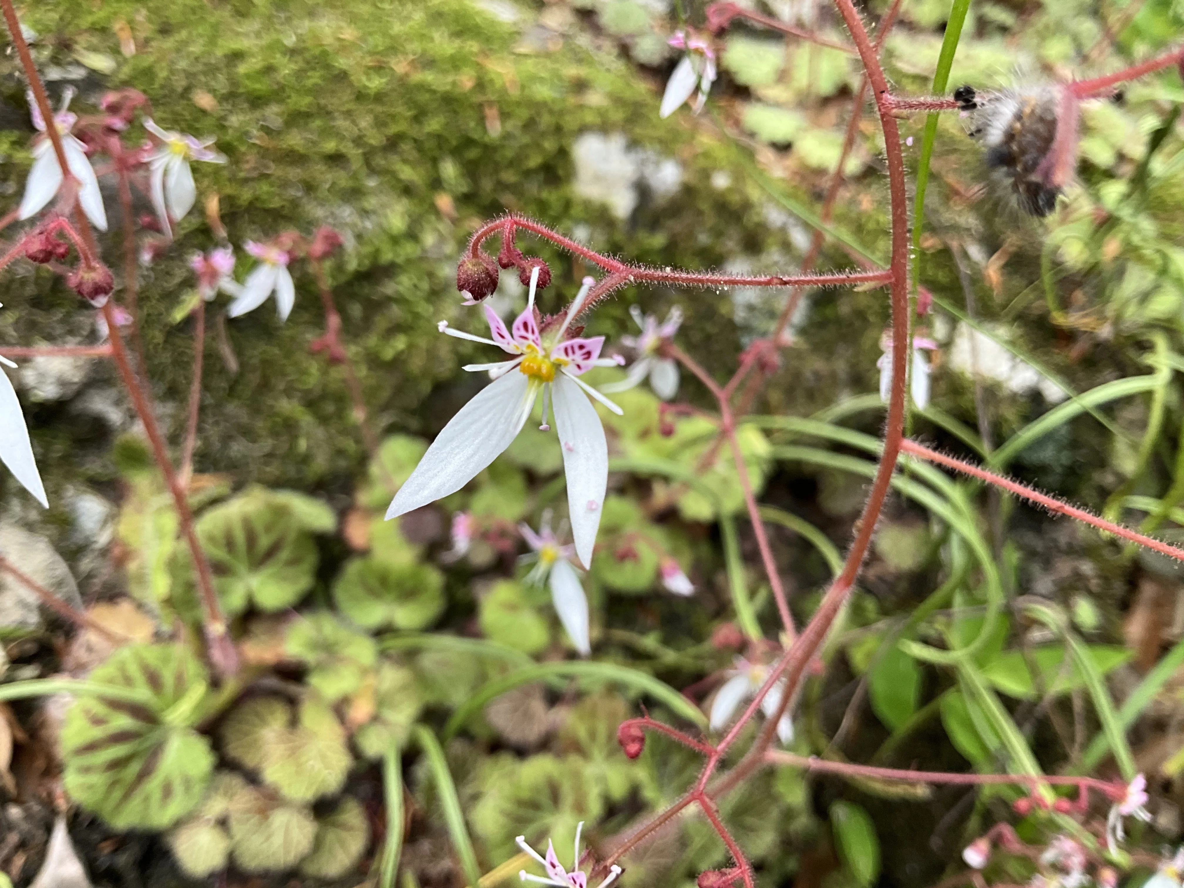 ユキノシタ（京都府立植物園）：2026年5月14日（木）｜藤井秀昭