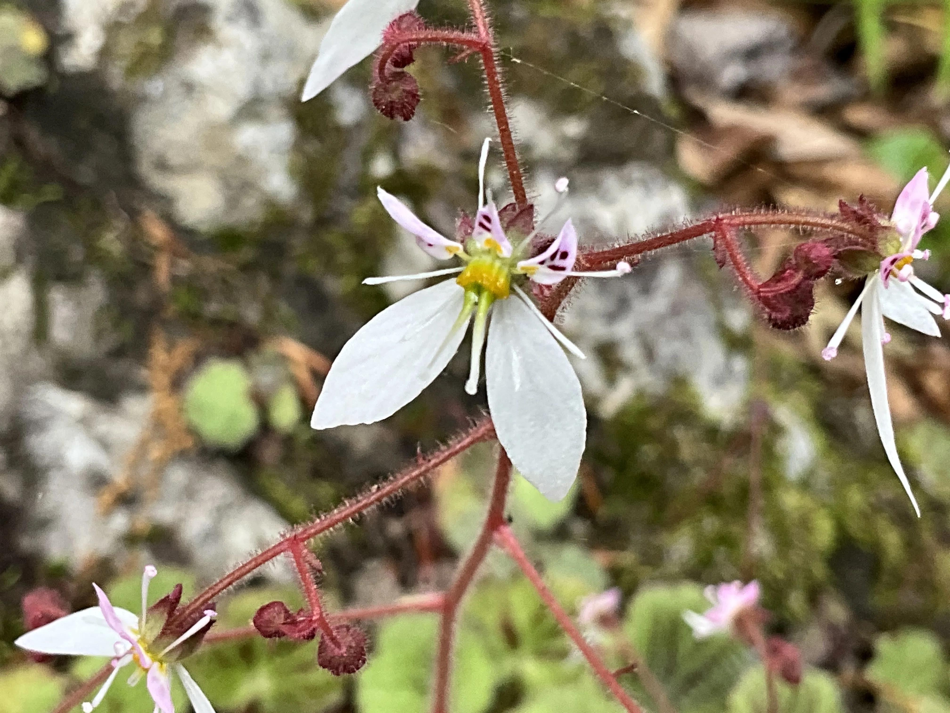 ユキノシタ（京都府立植物園）：2026年5月14日（木）｜藤井秀昭