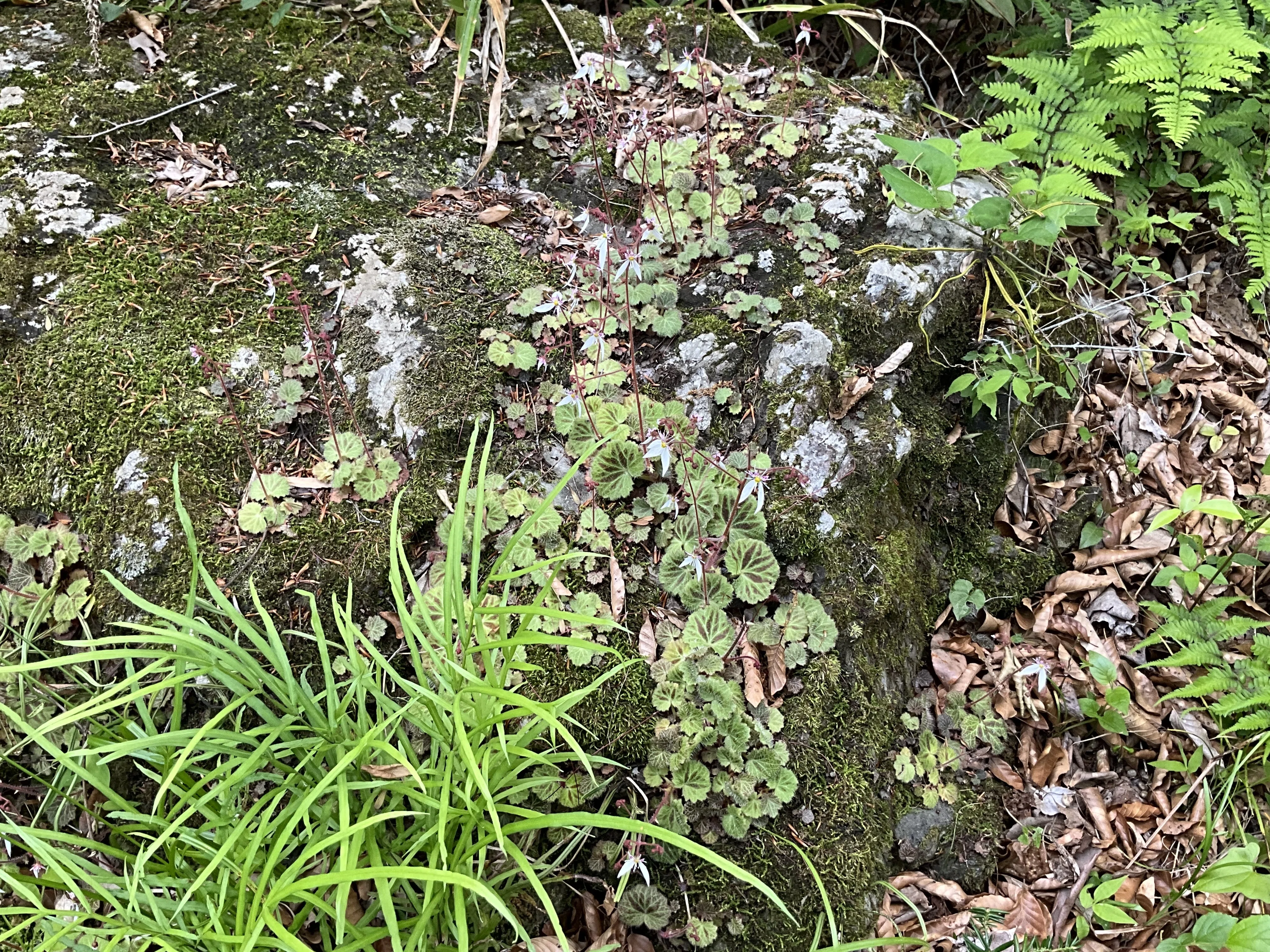 ユキノシタ（京都府立植物園）：2026年5月14日（木）｜藤井秀昭