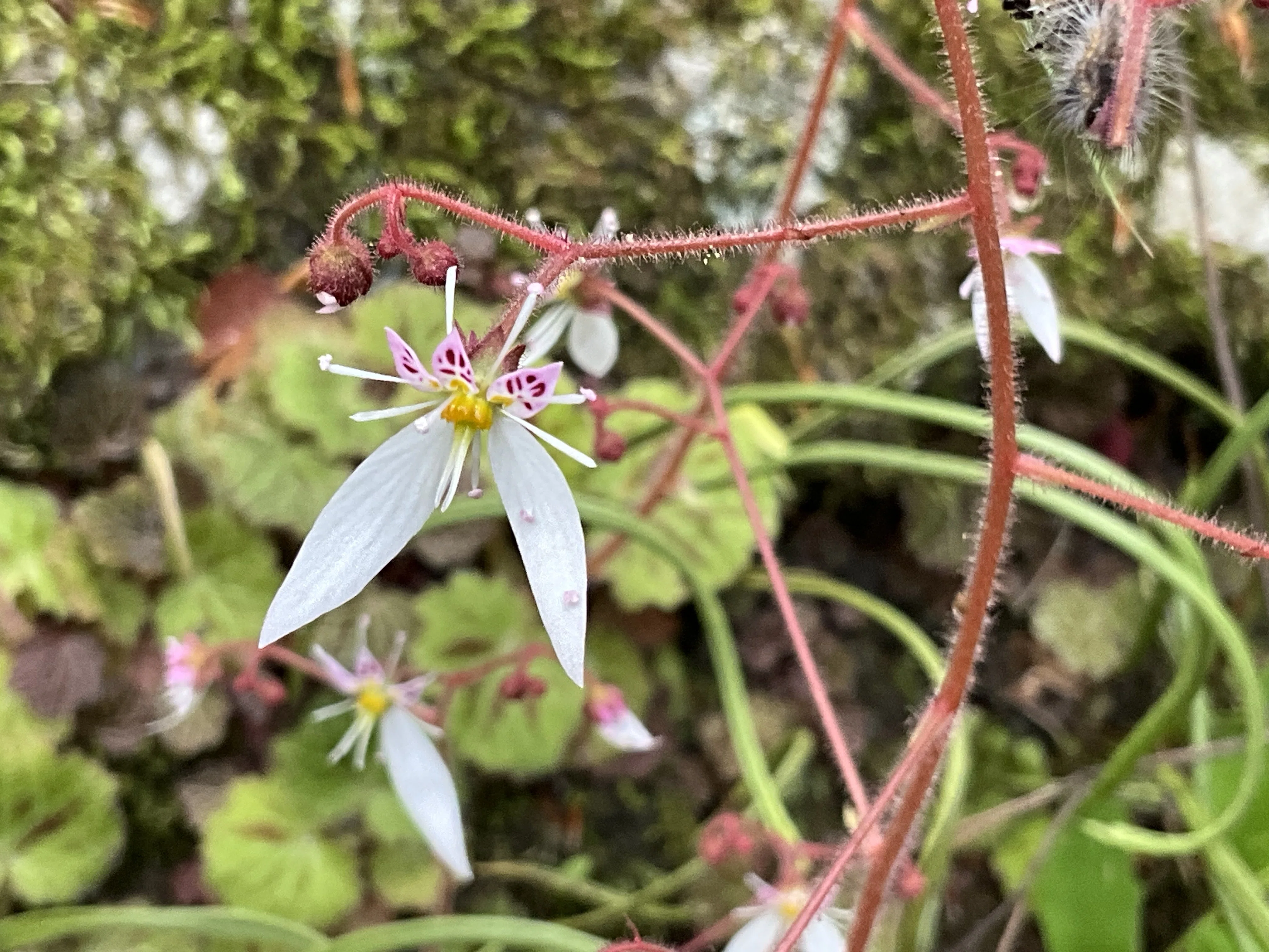 ユキノシタ（京都府立植物園）：2026年5月14日（木）｜藤井秀昭