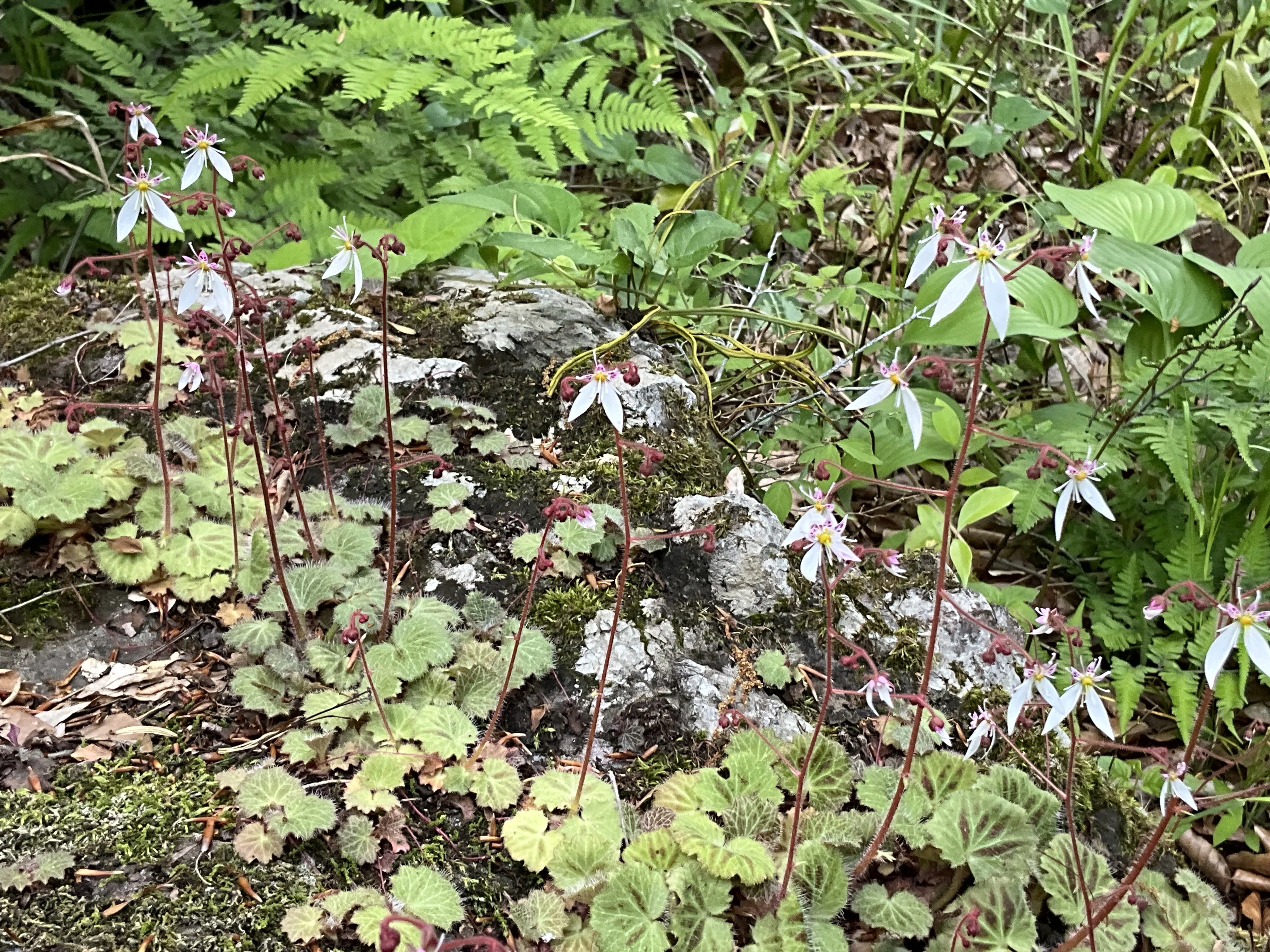 ユキノシタ（京都府立植物園）：2026年5月14日（木）｜藤井秀昭