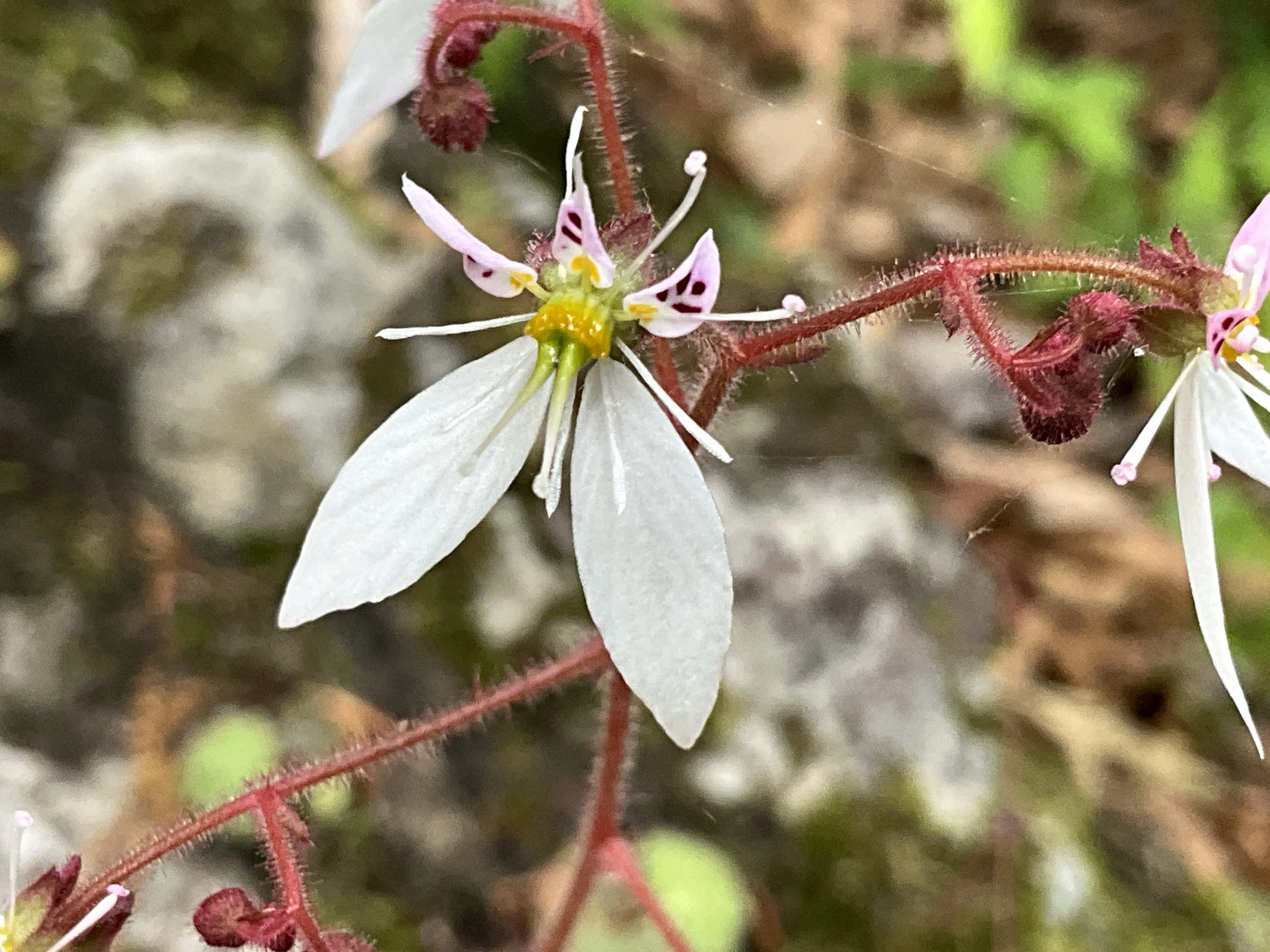 ユキノシタ（京都府立植物園）：2026年5月14日（木）｜藤井秀昭