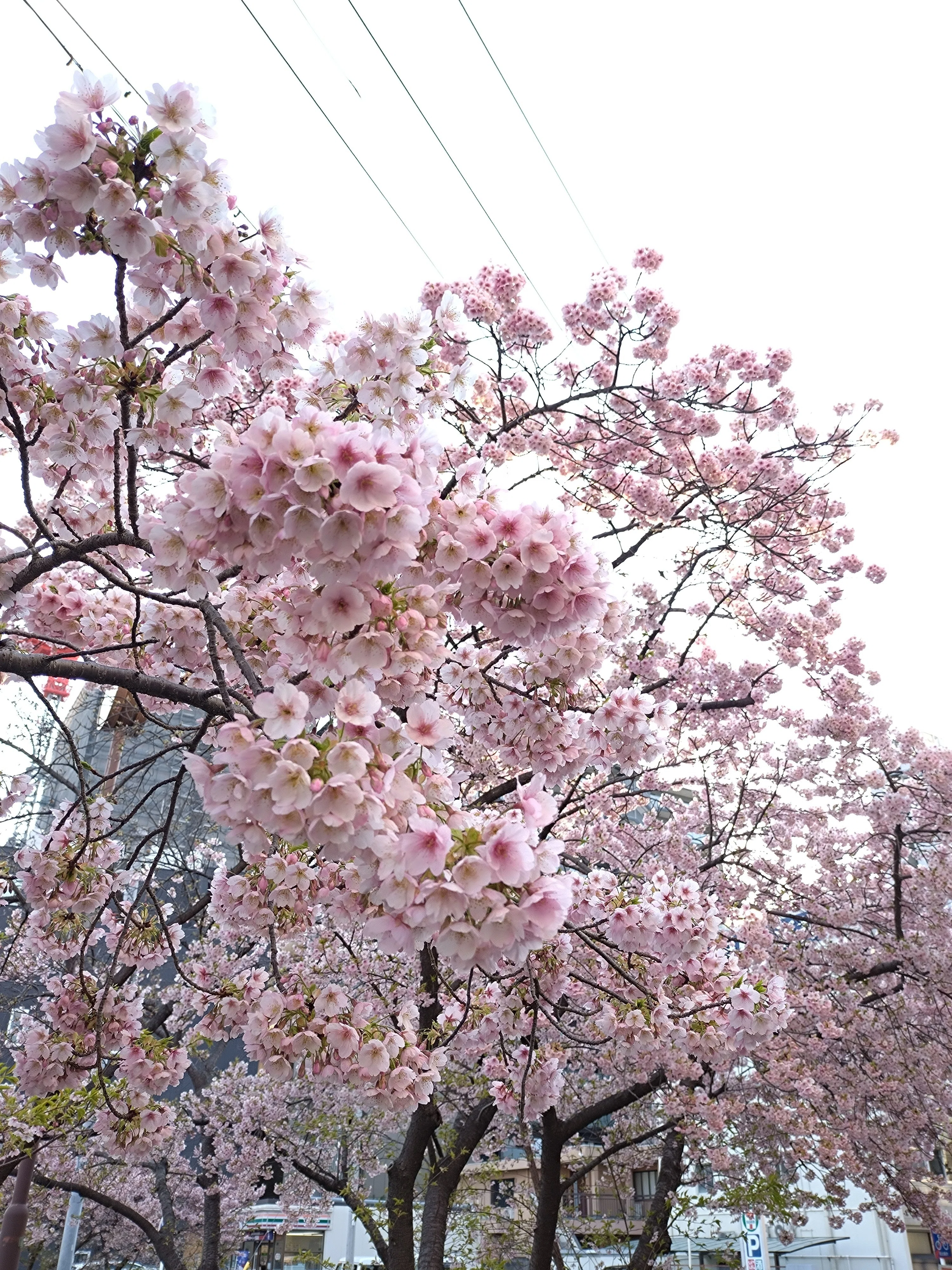 桜吹雪｜アクティヴ如月