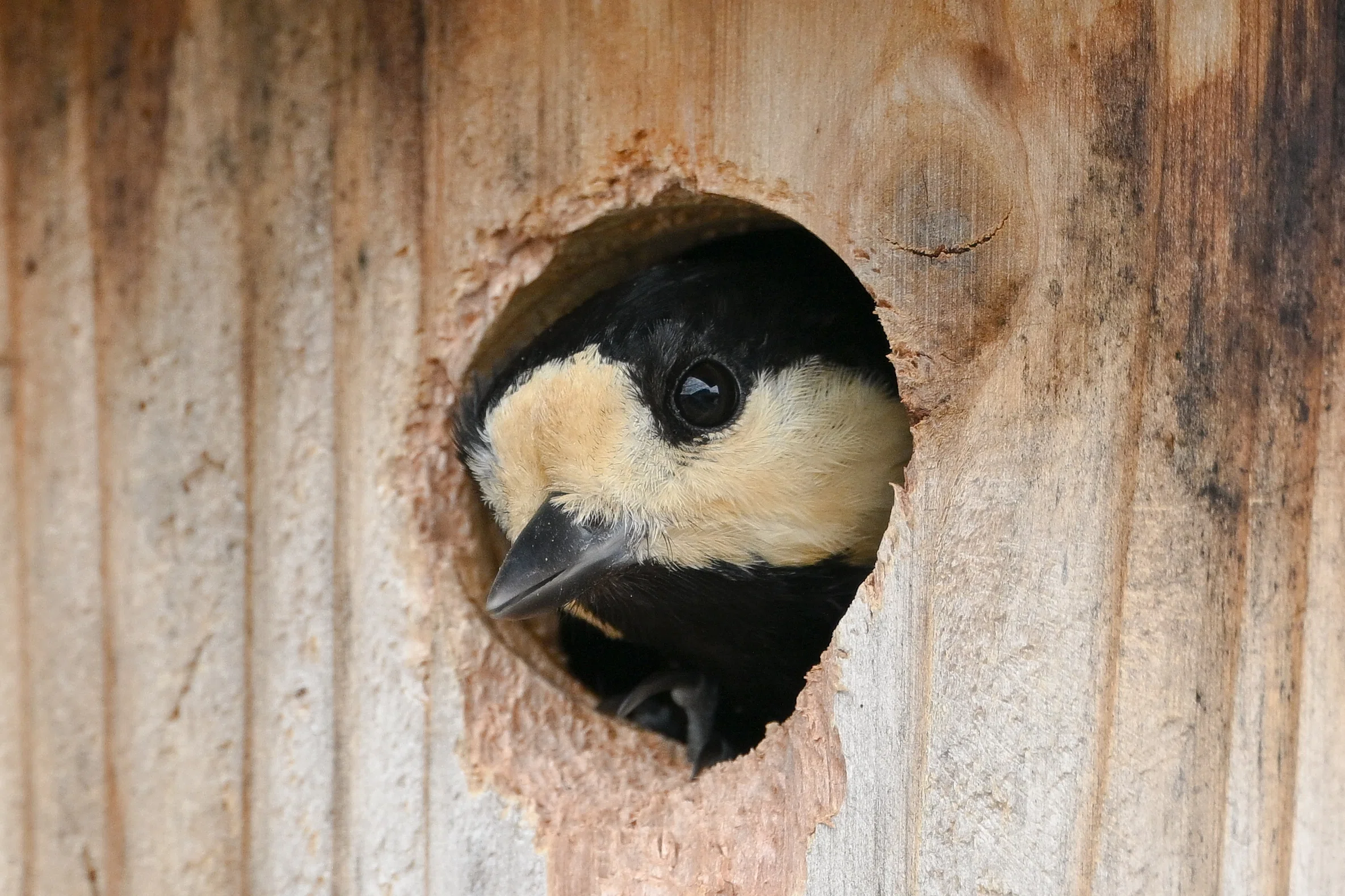 今日の鳥見散歩🚶ヤマガラの子育てと巣立ち🐣🐣🐣🐣｜めい