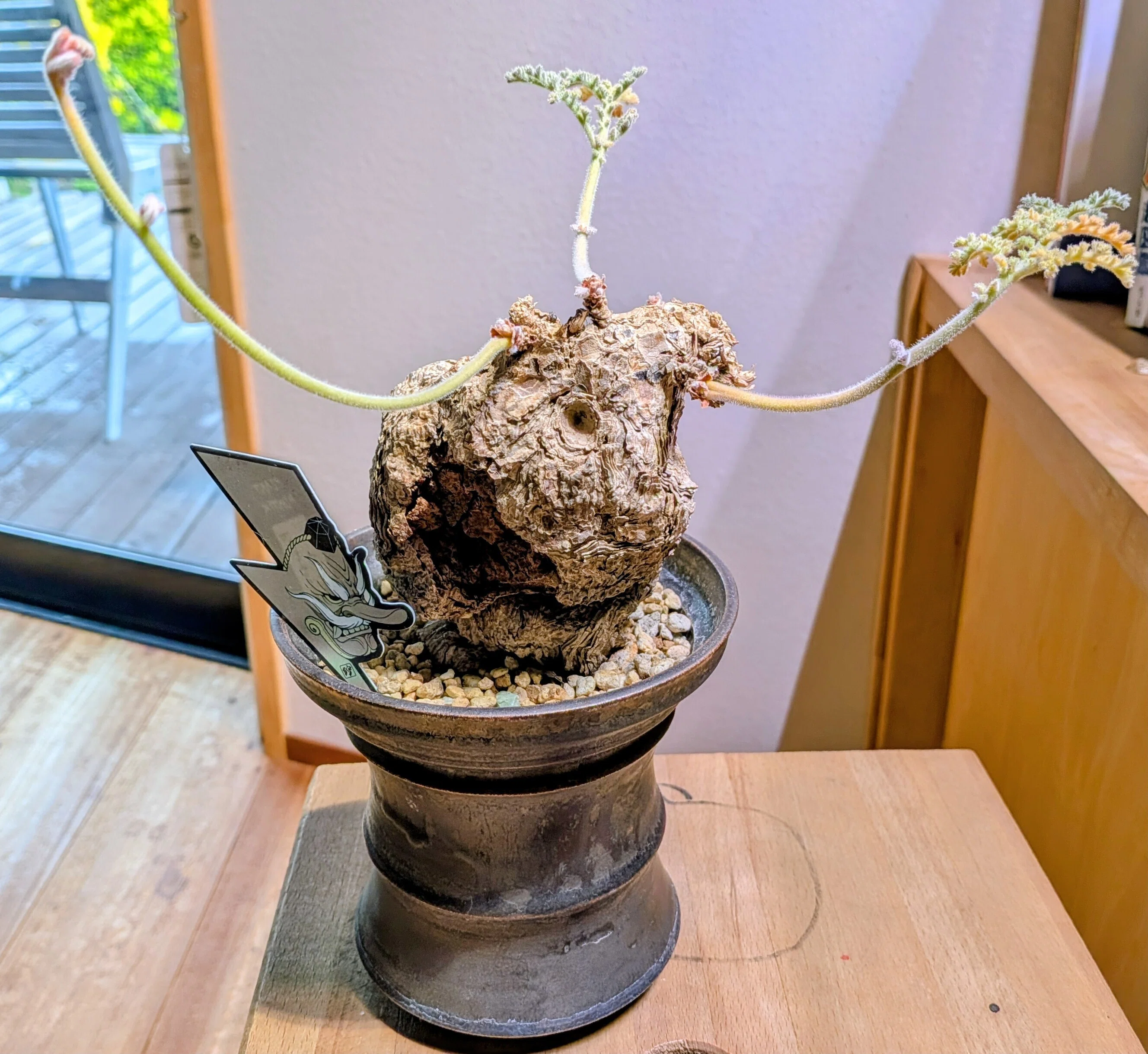 珍奇植物【ビザールプランツ】の世界 - その4｜テクスピン ｜ 化繊x