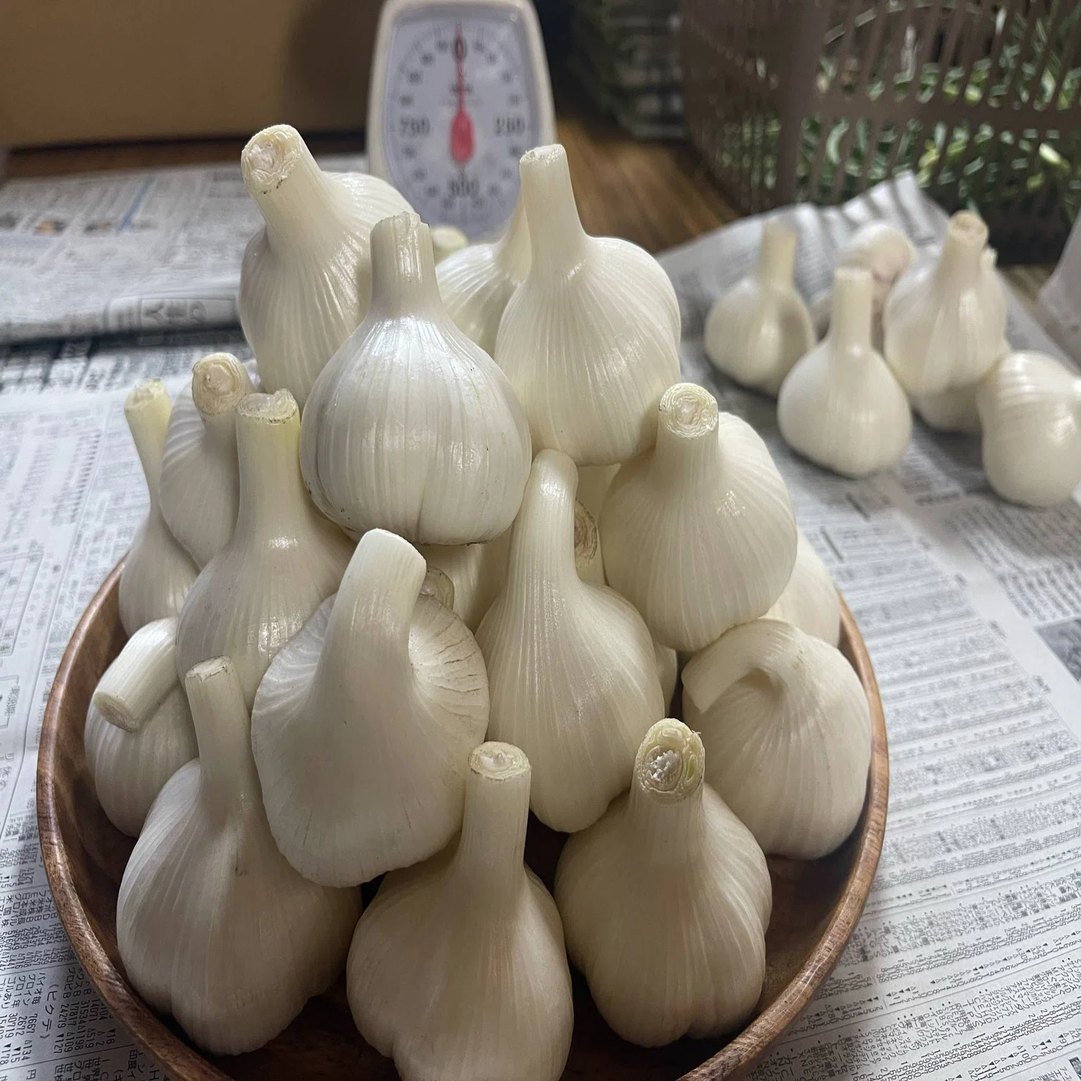 5月18日より、新にんにくの一般販売を開始します｜鴨志田農園