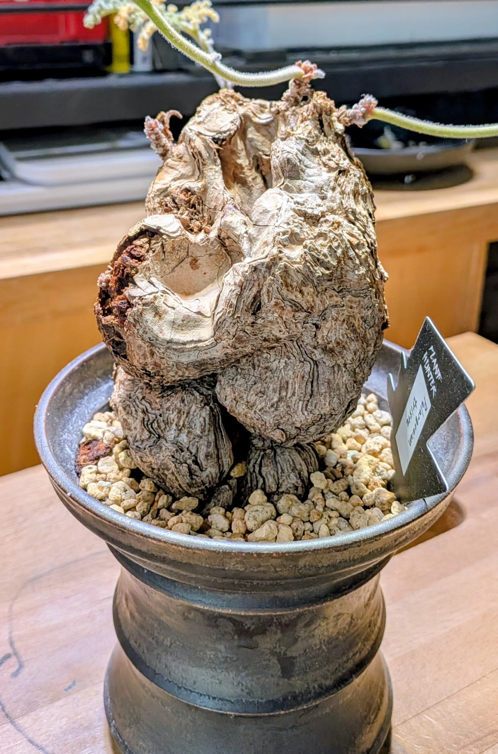 アガベ コーデックス ビザールプランツ まとめ売り 引退品 珍奇植物【ビザールプランツ】の世界 - その4｜テクスピン ｜ 化繊x