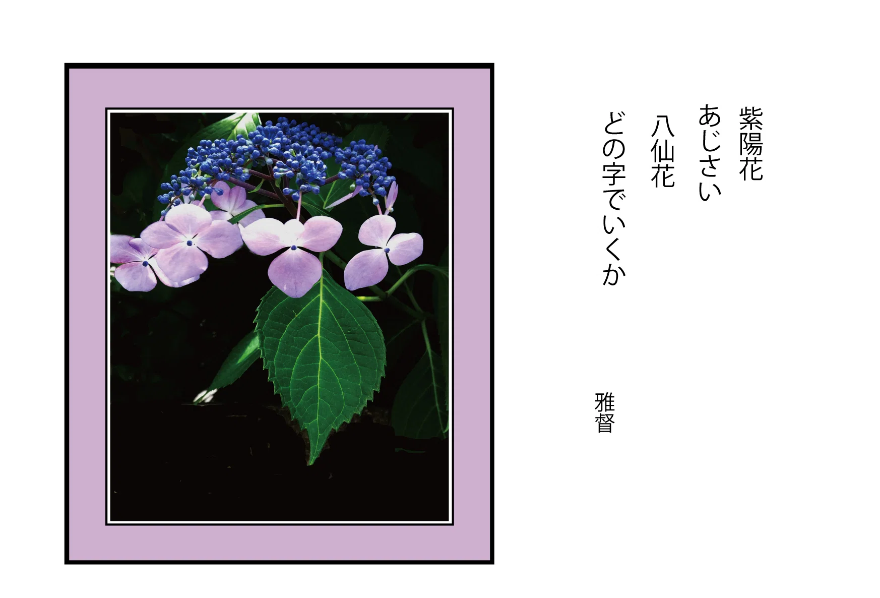 スマホカメラを愉しむ 紫陽花 あじさい八仙花 どの字で行くか ｜gatokukubo
