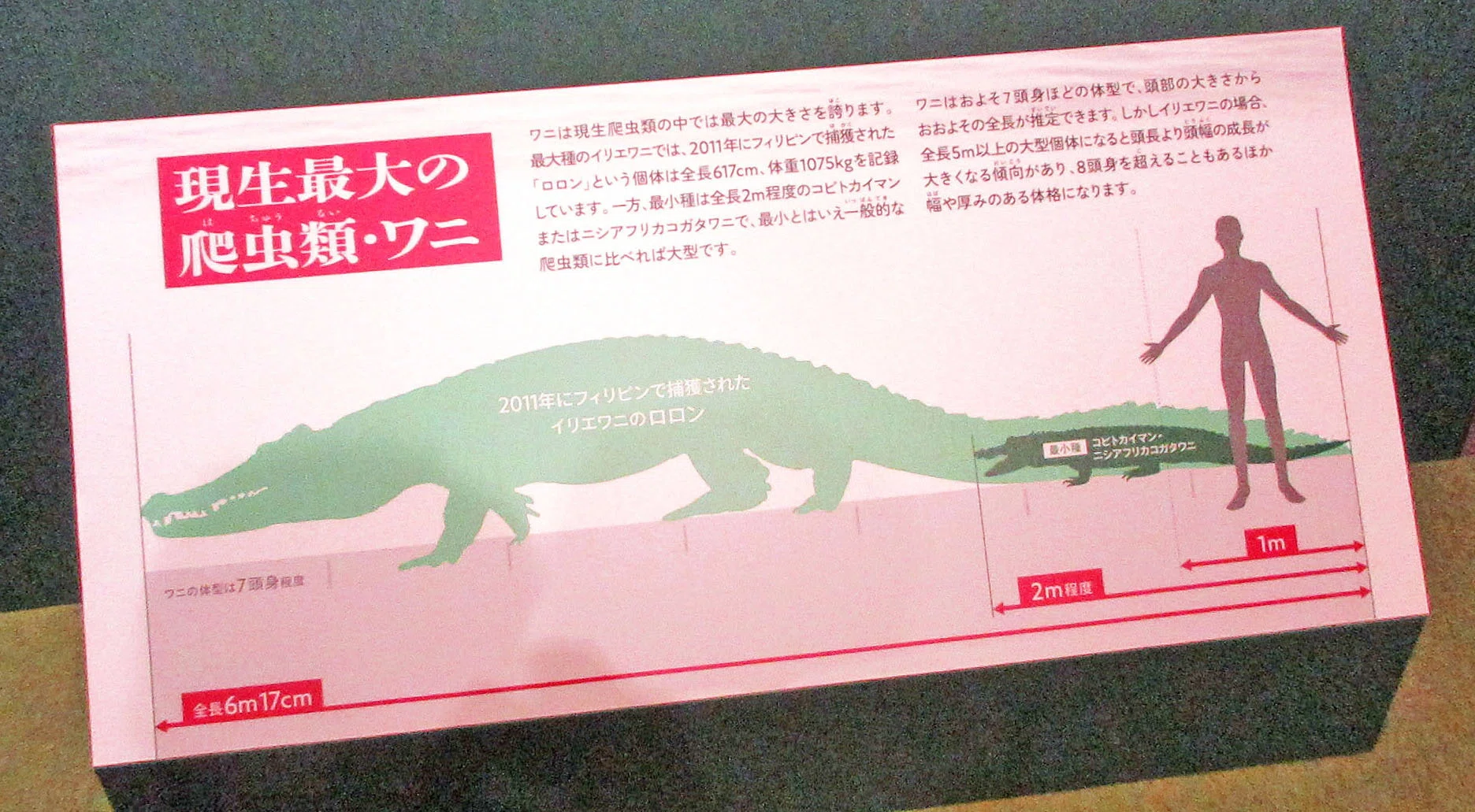 2．ワニという生きもの：企画展「ワニ」参加記録 その02｜たけっち