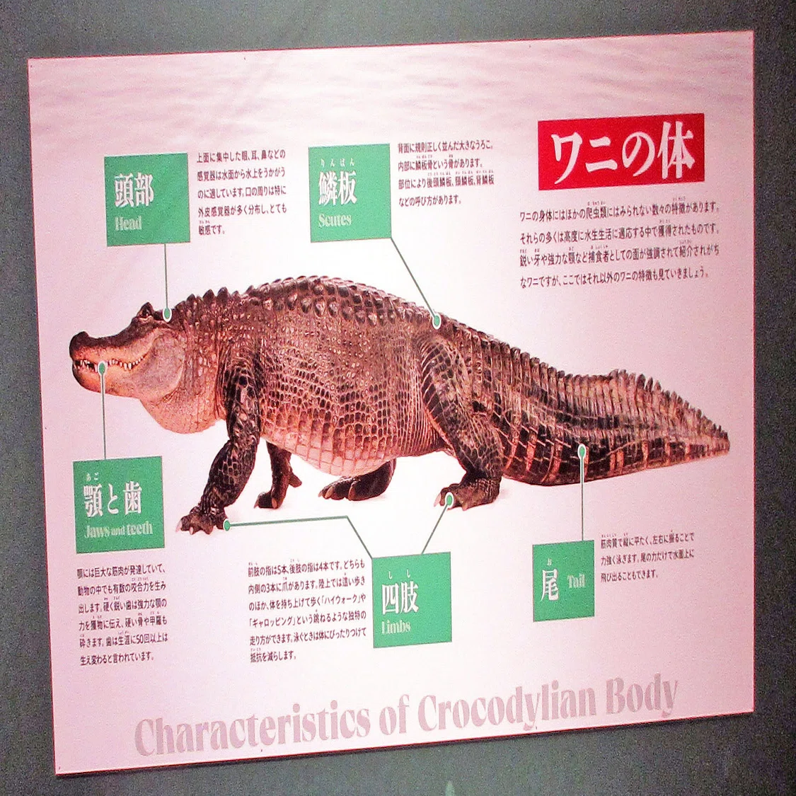 2．ワニという生きもの：企画展「ワニ」参加記録 その02｜たけっち
