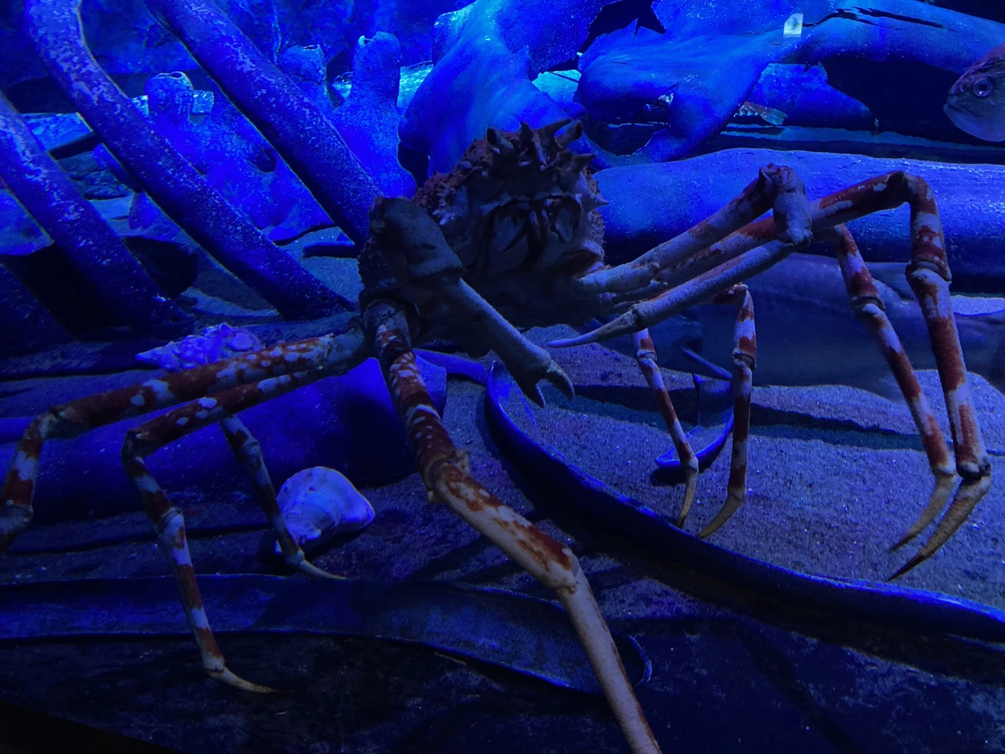 お出かけ】深海生物の展示が個性的で魅力的＠竹島水族館（愛知県蒲郡市