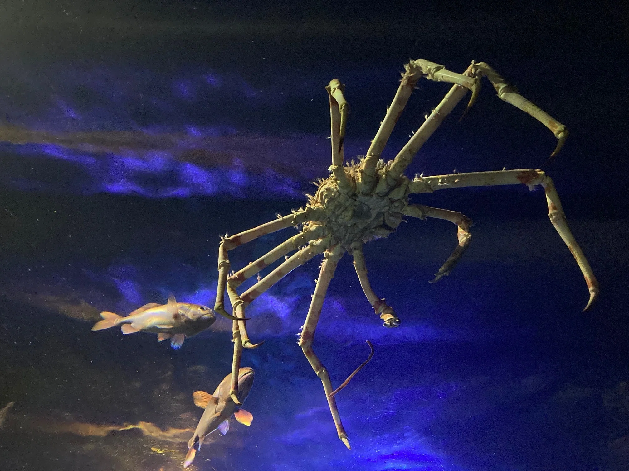 お出かけ】深海生物の展示が個性的で魅力的＠竹島水族館（愛知県蒲郡市