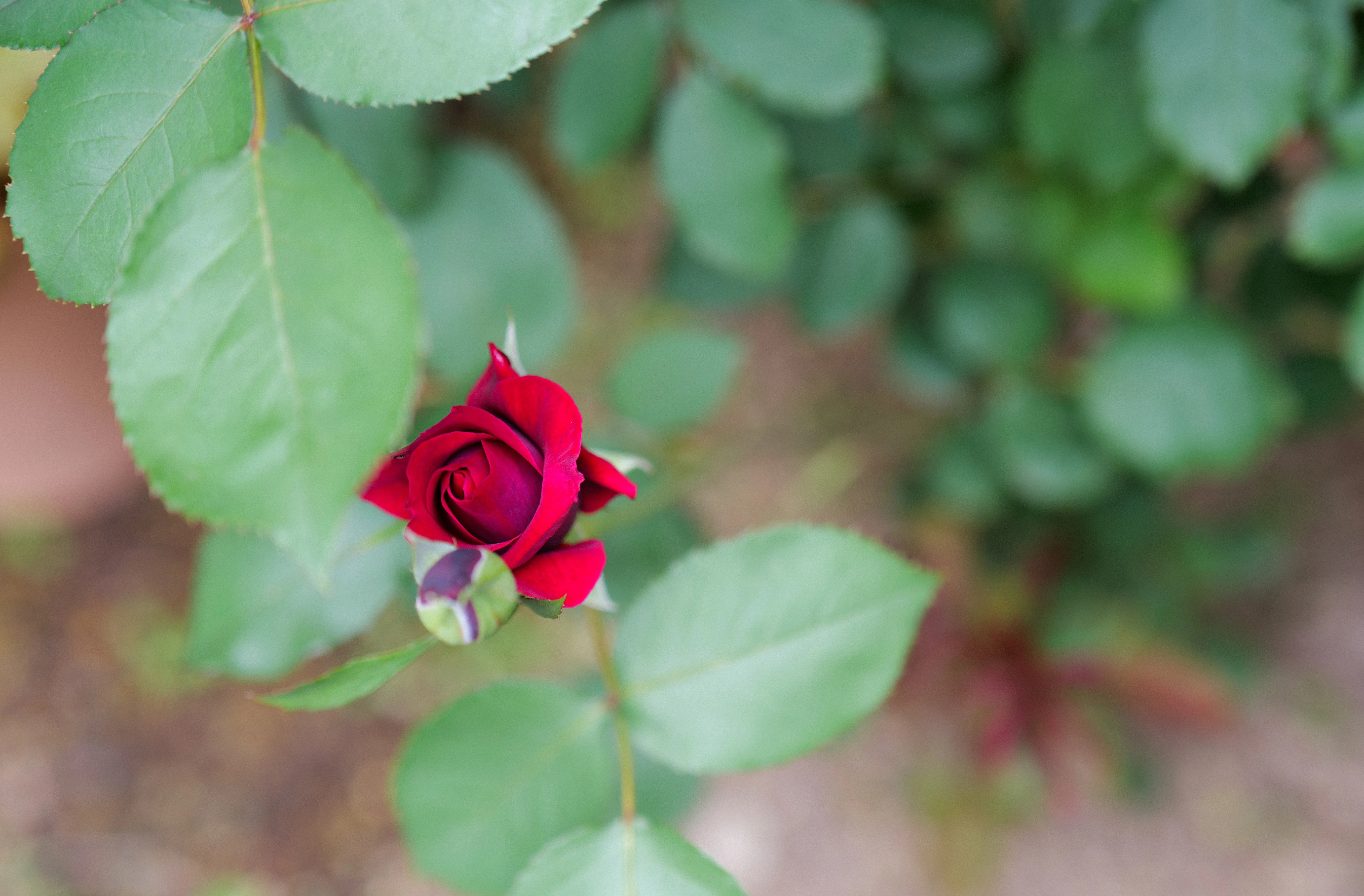 5月15日の庭 高貴な香りのバラ オデュッセイアが咲いた【LUMIXS9
