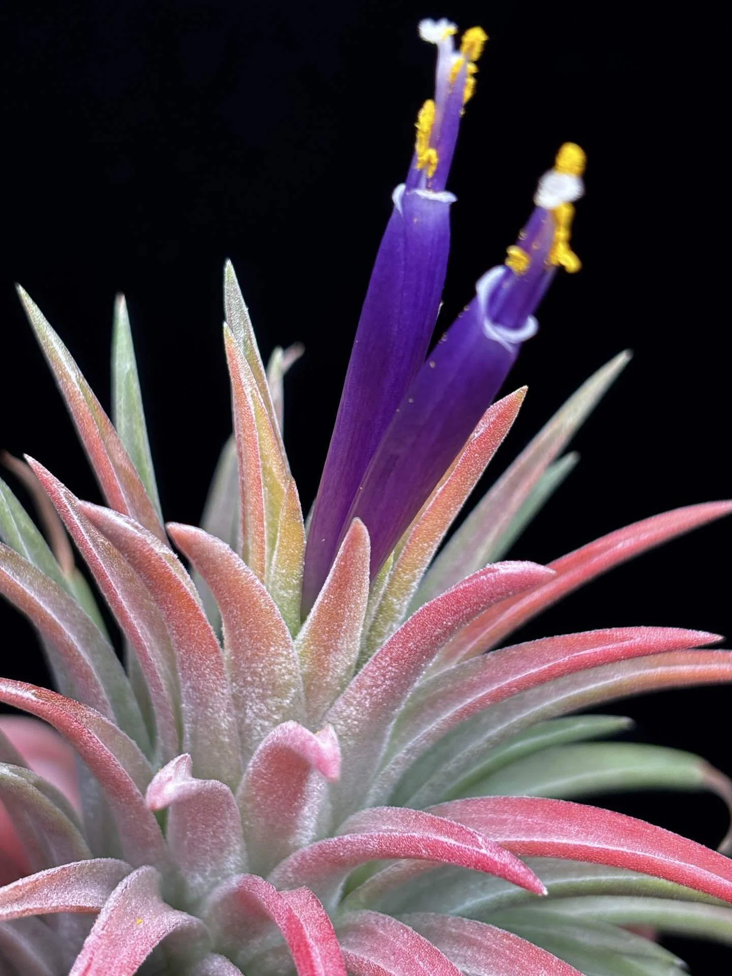 ionantha'Hedgehog T.I.' from TI｜sioncolorwheel
