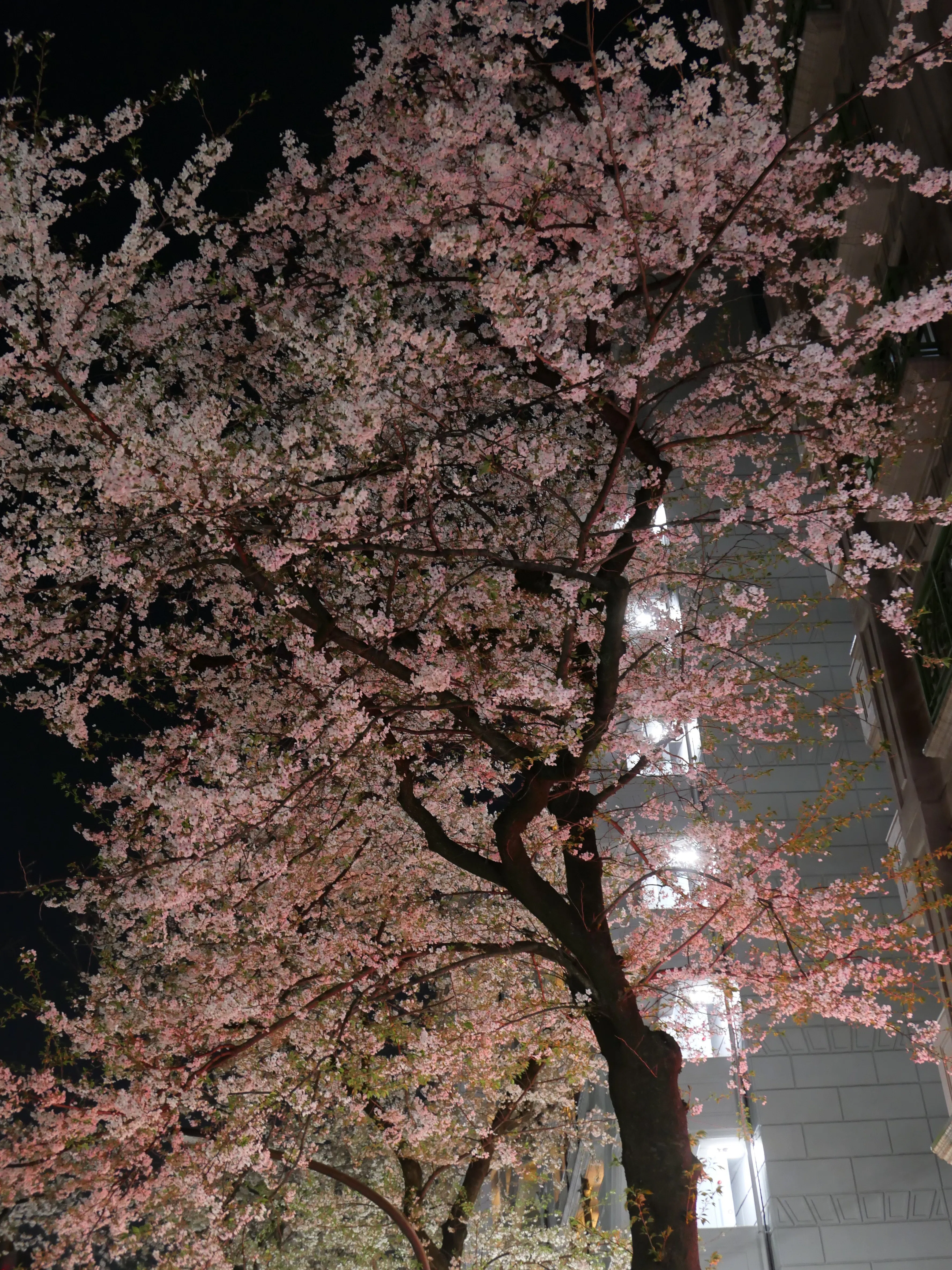 お散歩写真帖 2026.4｜tomitomi_otomi