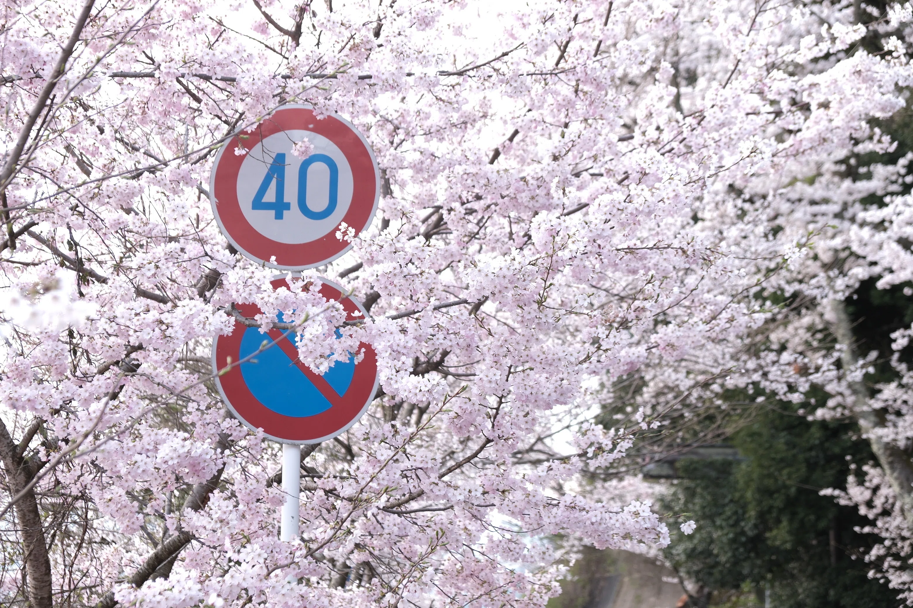 月記】2026年4月／しばらくのただいまと見えてきたもの｜桜野なぎ🌸旅
