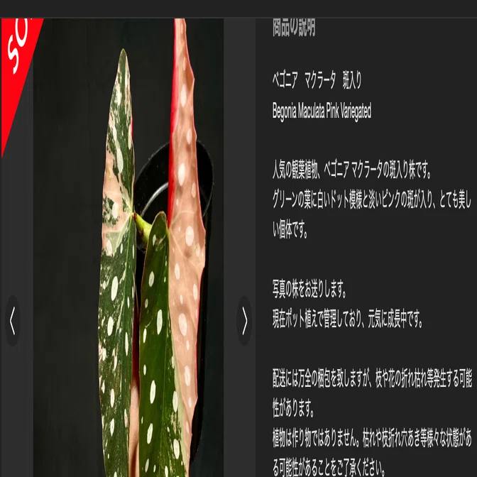 メルカリで植物購入し、問題が発生した時の対処法｜観葉植物観察日記