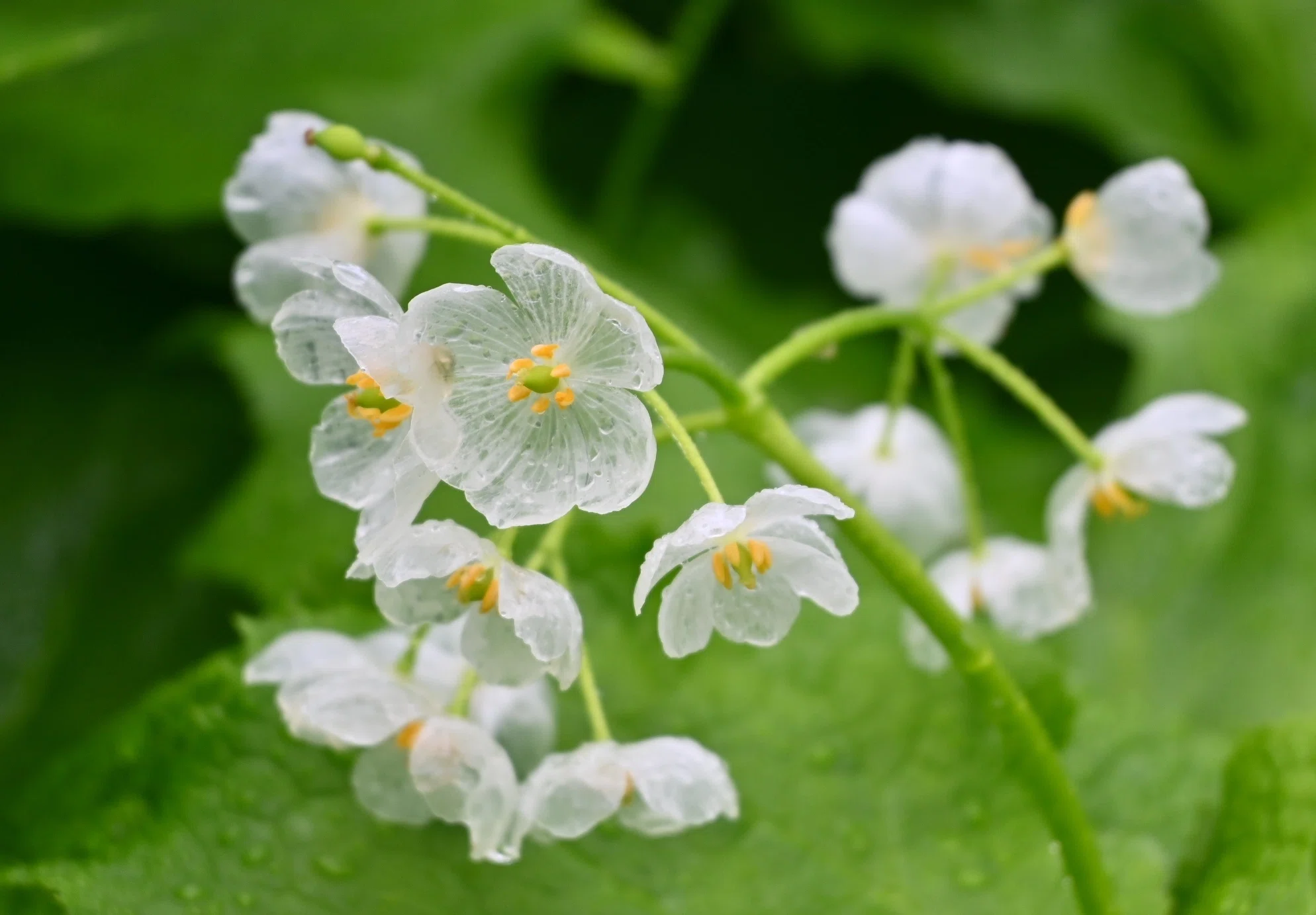初夏の花は白が多い⋯ような気がする｜郁楓庵・ikufuan.com