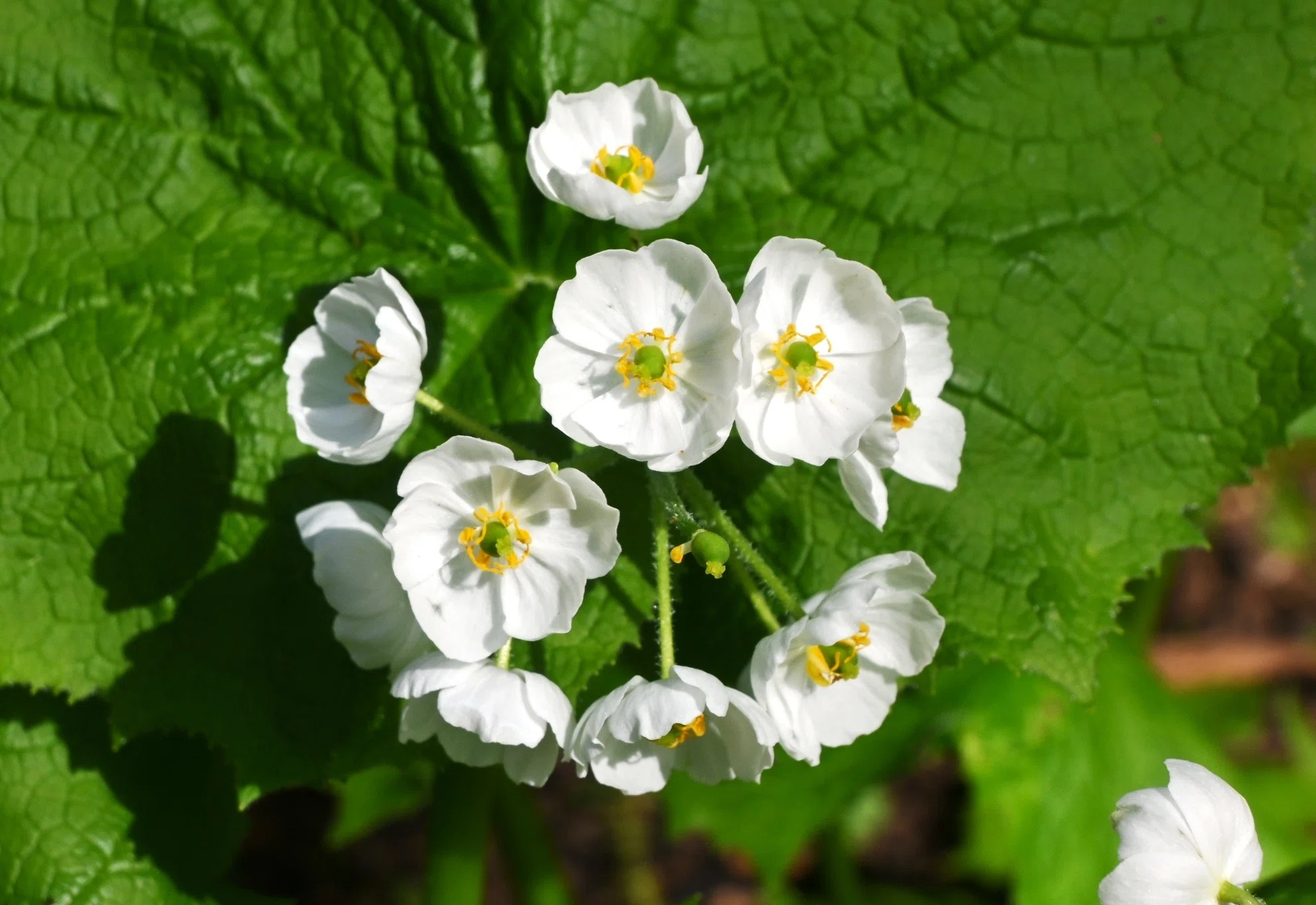 初夏の花は白が多い⋯ような気がする｜郁楓庵・ikufuan.com