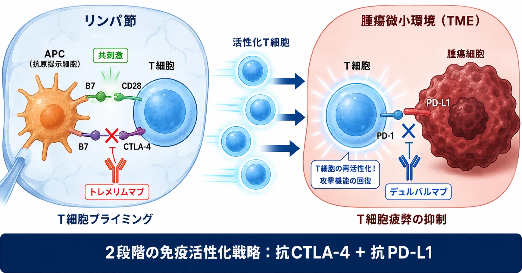 非小細胞肺癌のPOSEIDONレジメン：なぜ「2つの免疫チェックポイント