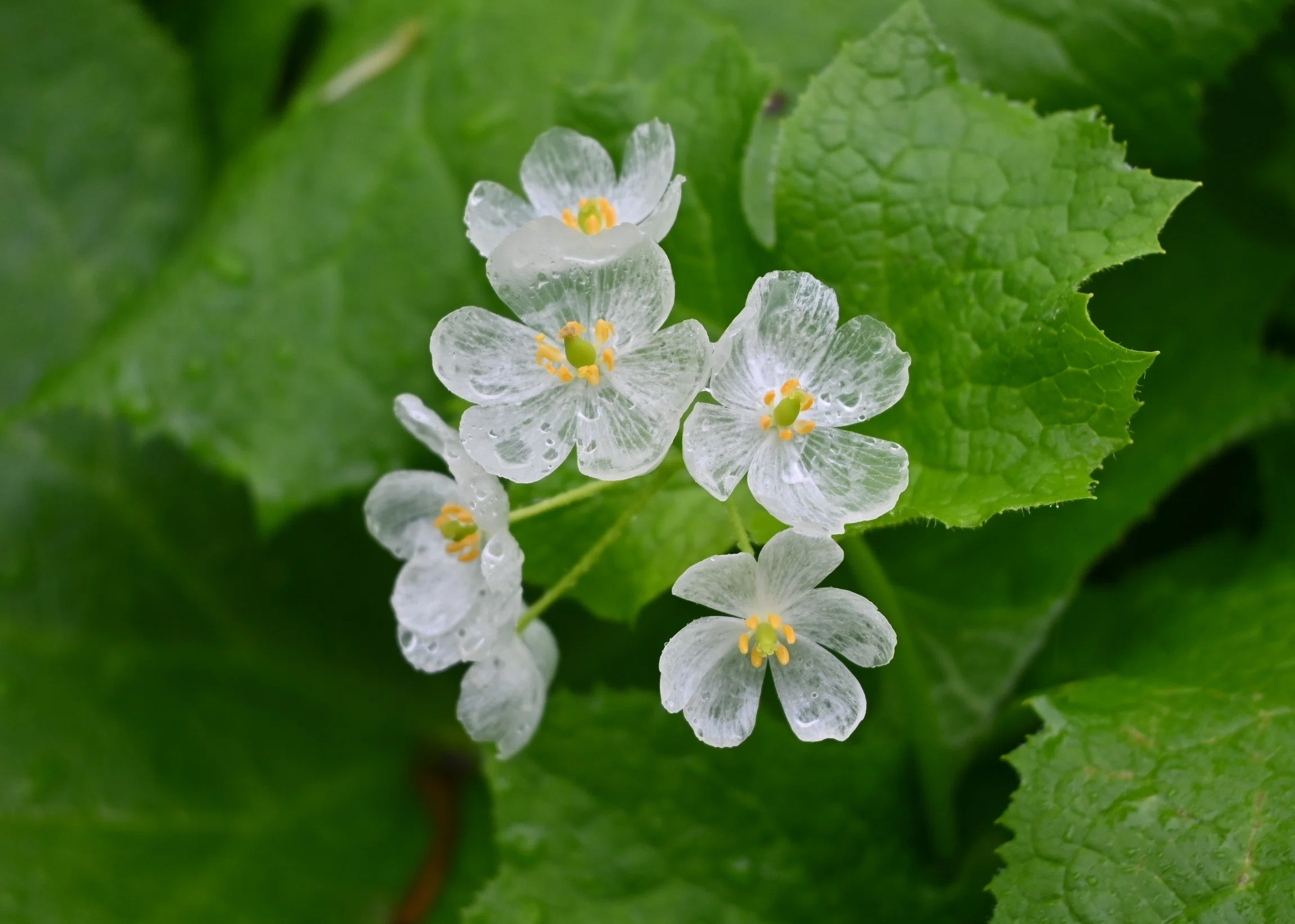 初夏の花は白が多い⋯ような気がする｜郁楓庵・ikufuan.com