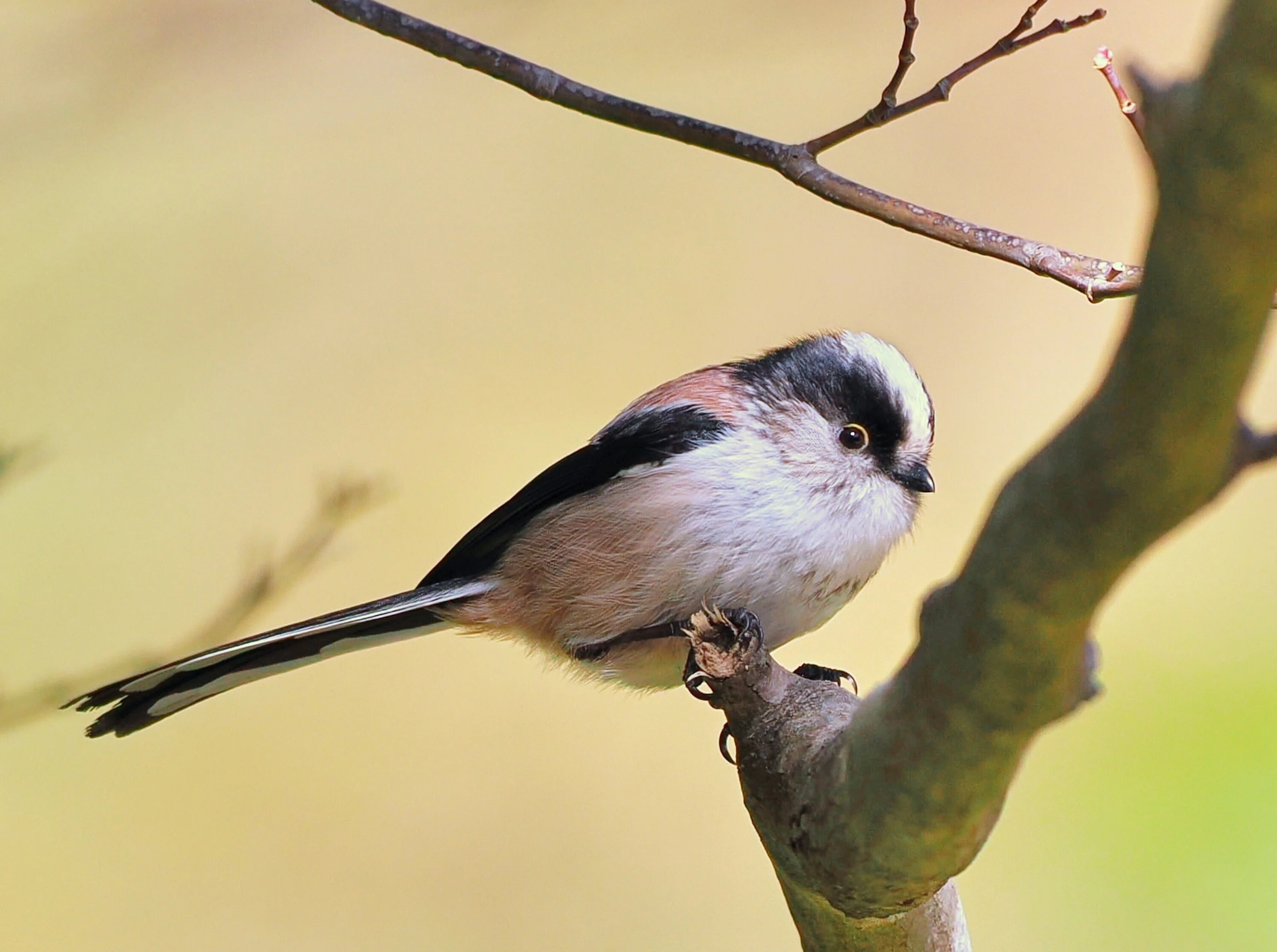 がんばれ！野鳥キッズ|あぶらやま野鳥ブログ㉕｜ABURAYAMA FUKUOKA