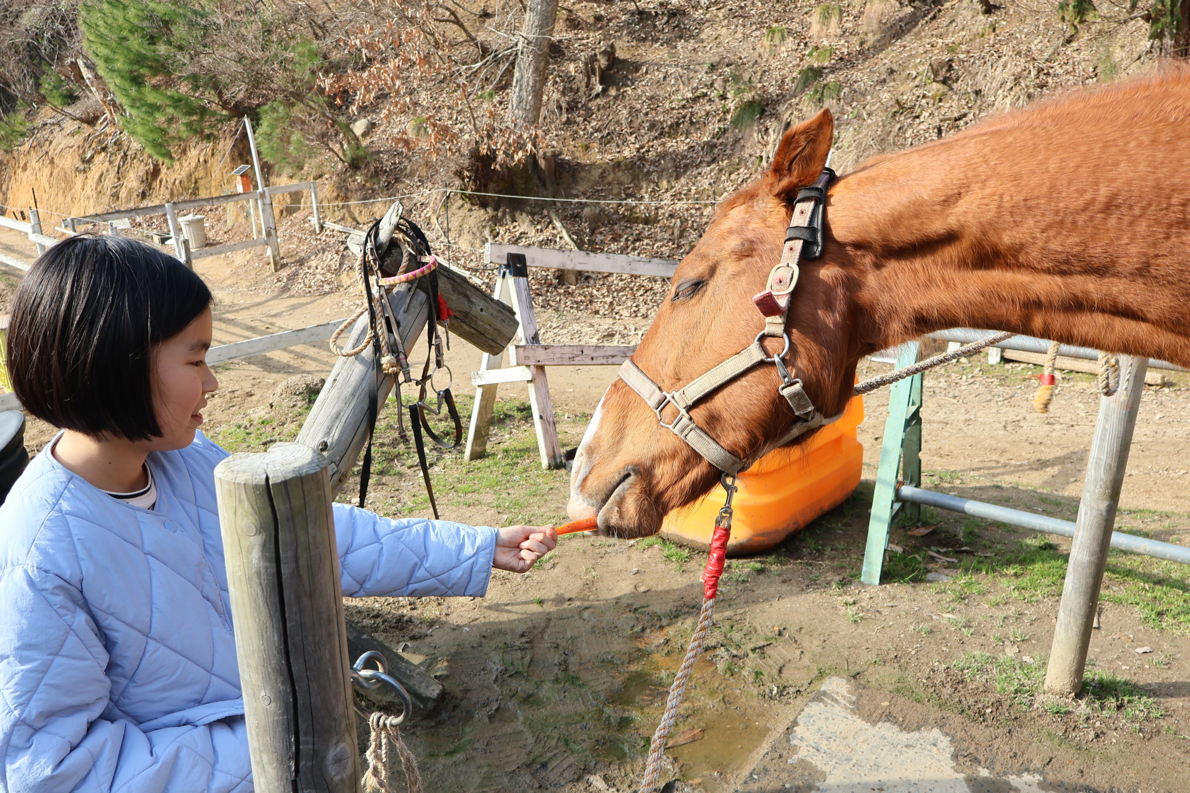 癒しの乗馬体験！森の中の「橋立の馬屋」｜宮津市広報