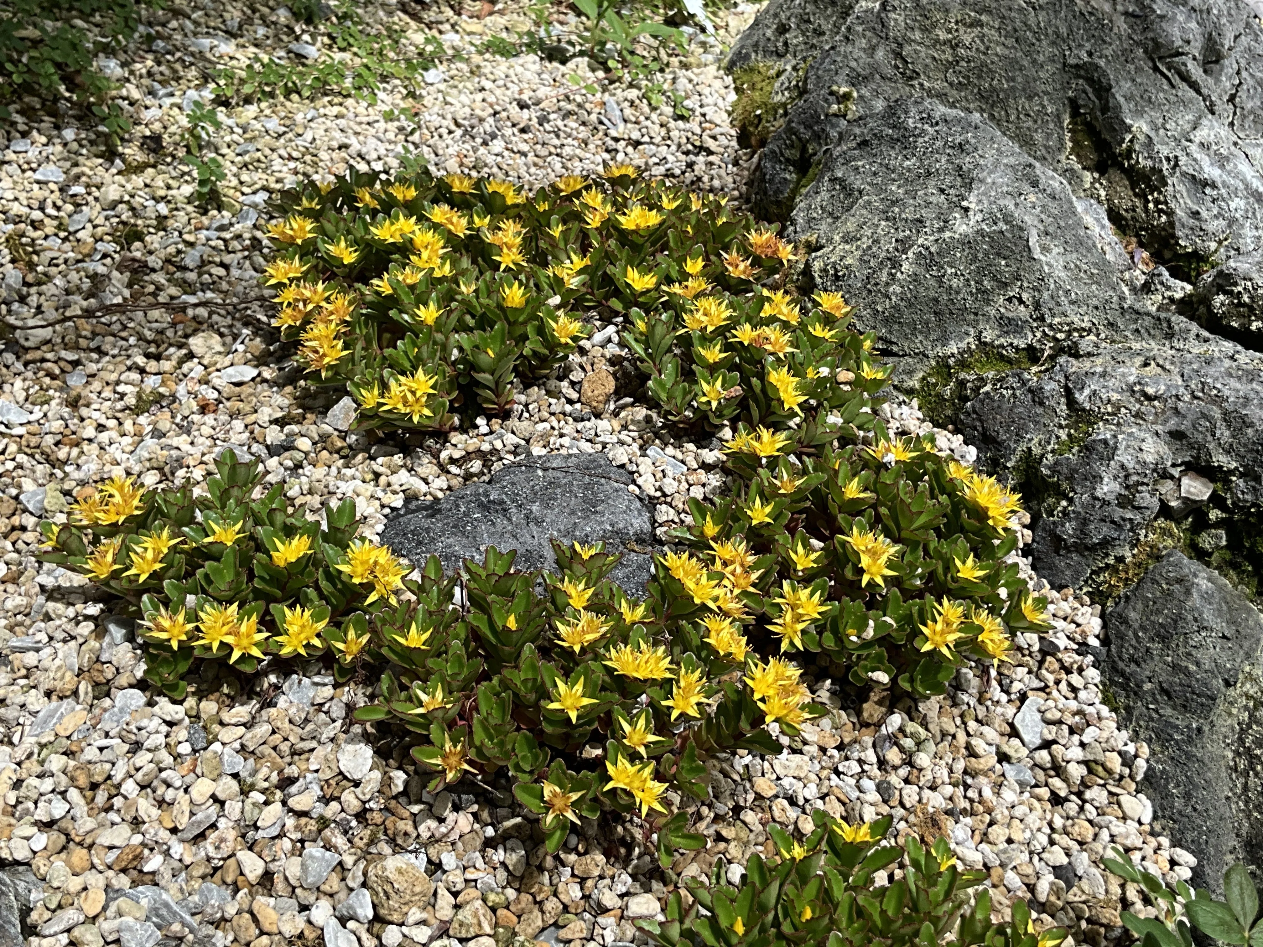光岳キリンソウ（京都府立植物園）：2026年5月15日（金）｜藤井秀昭