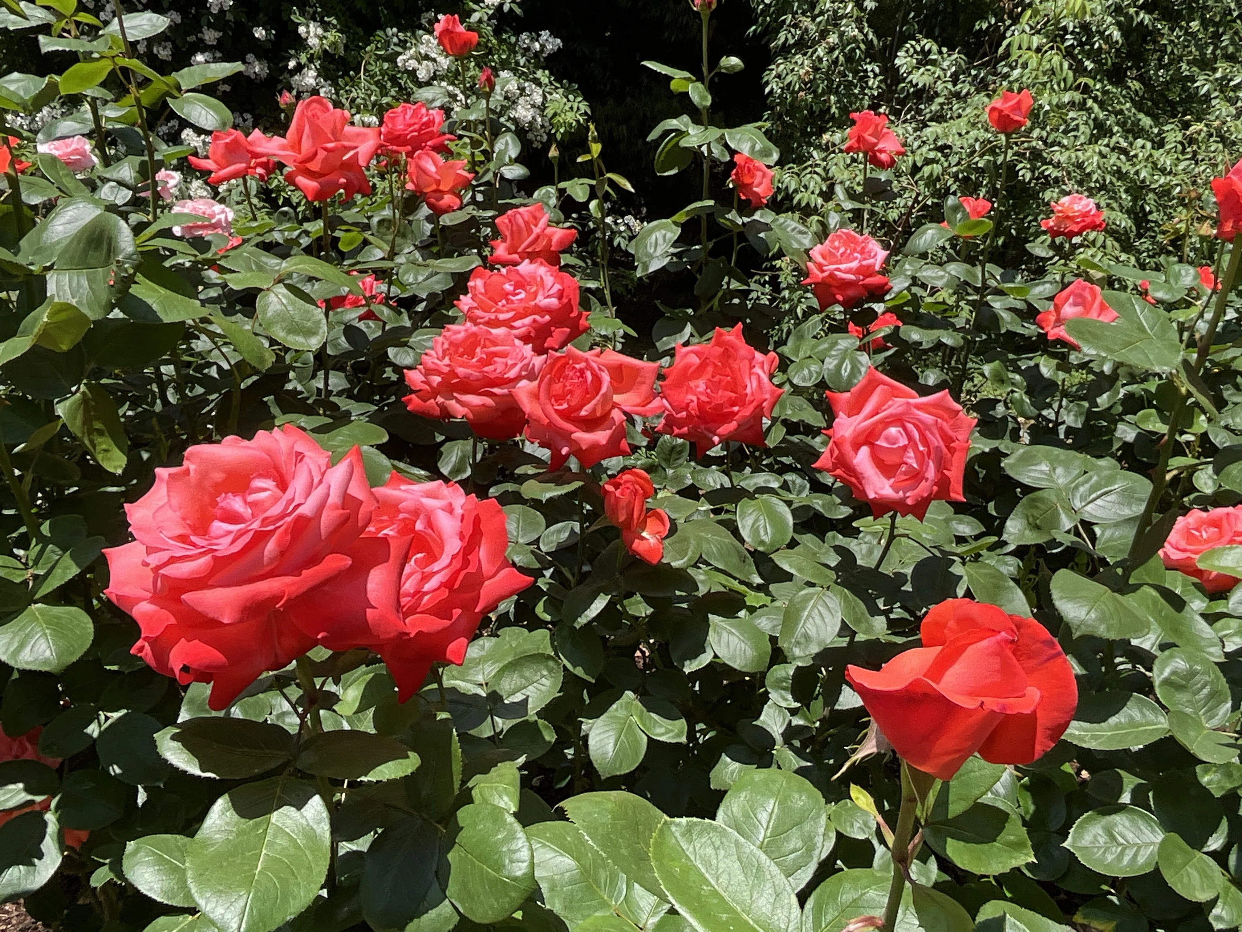 賛歌（京都府立植物園）：2026年5月15日（金）｜藤井秀昭（『京都居候