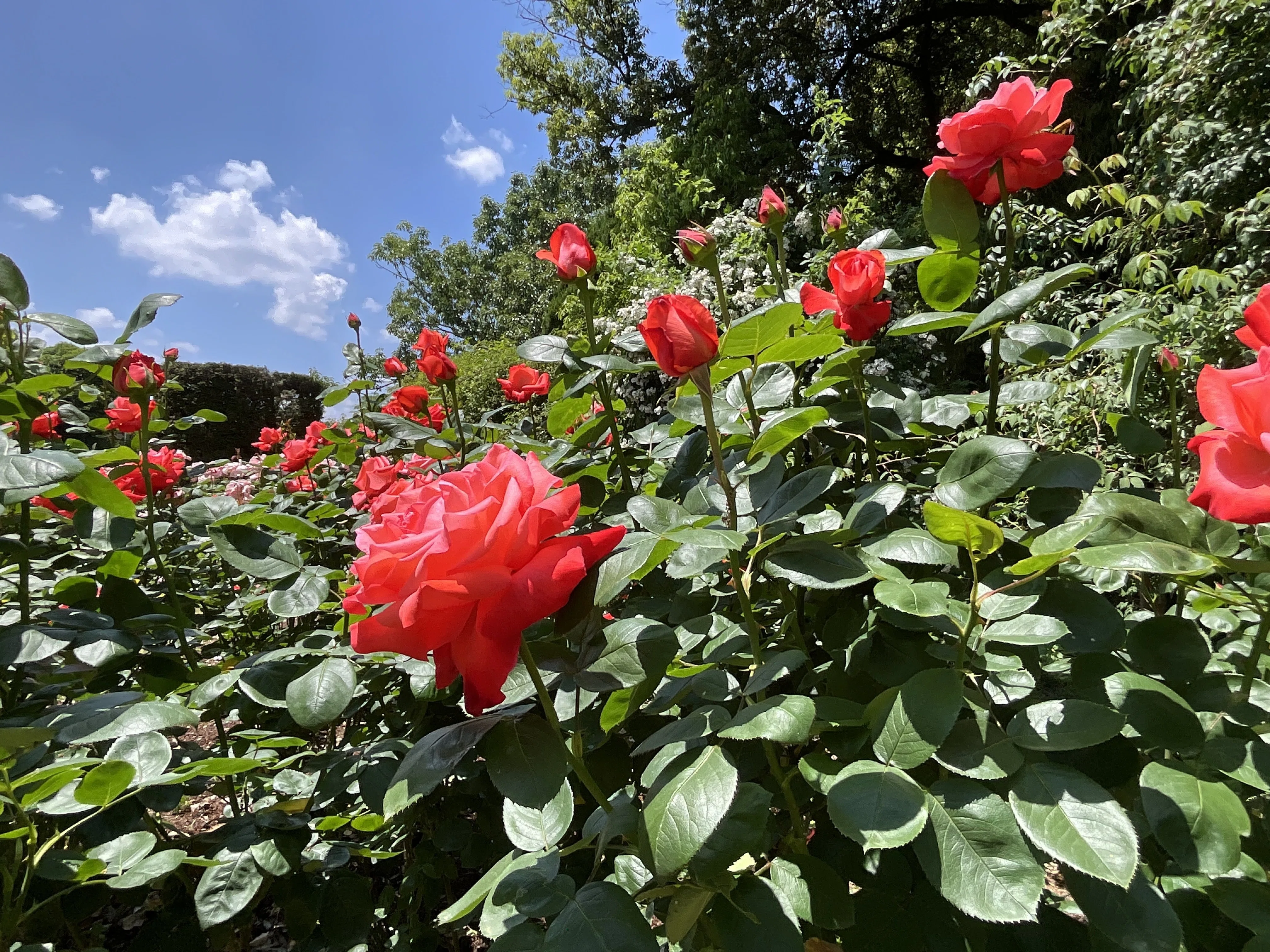 賛歌（京都府立植物園）：2026年5月15日（金）｜藤井秀昭（『京都居候