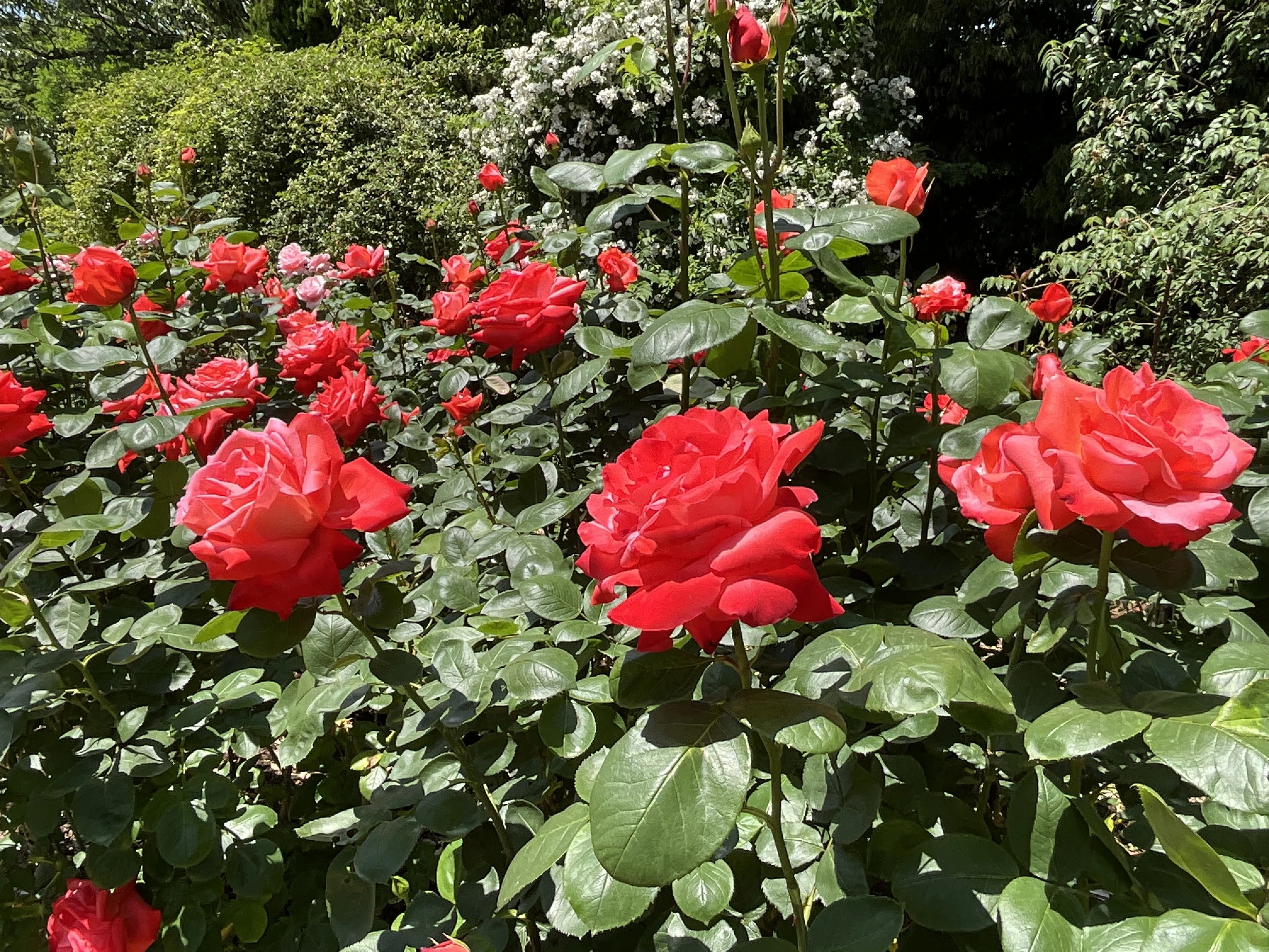 賛歌（京都府立植物園）：2026年5月15日（金）｜藤井秀昭（『京都居候