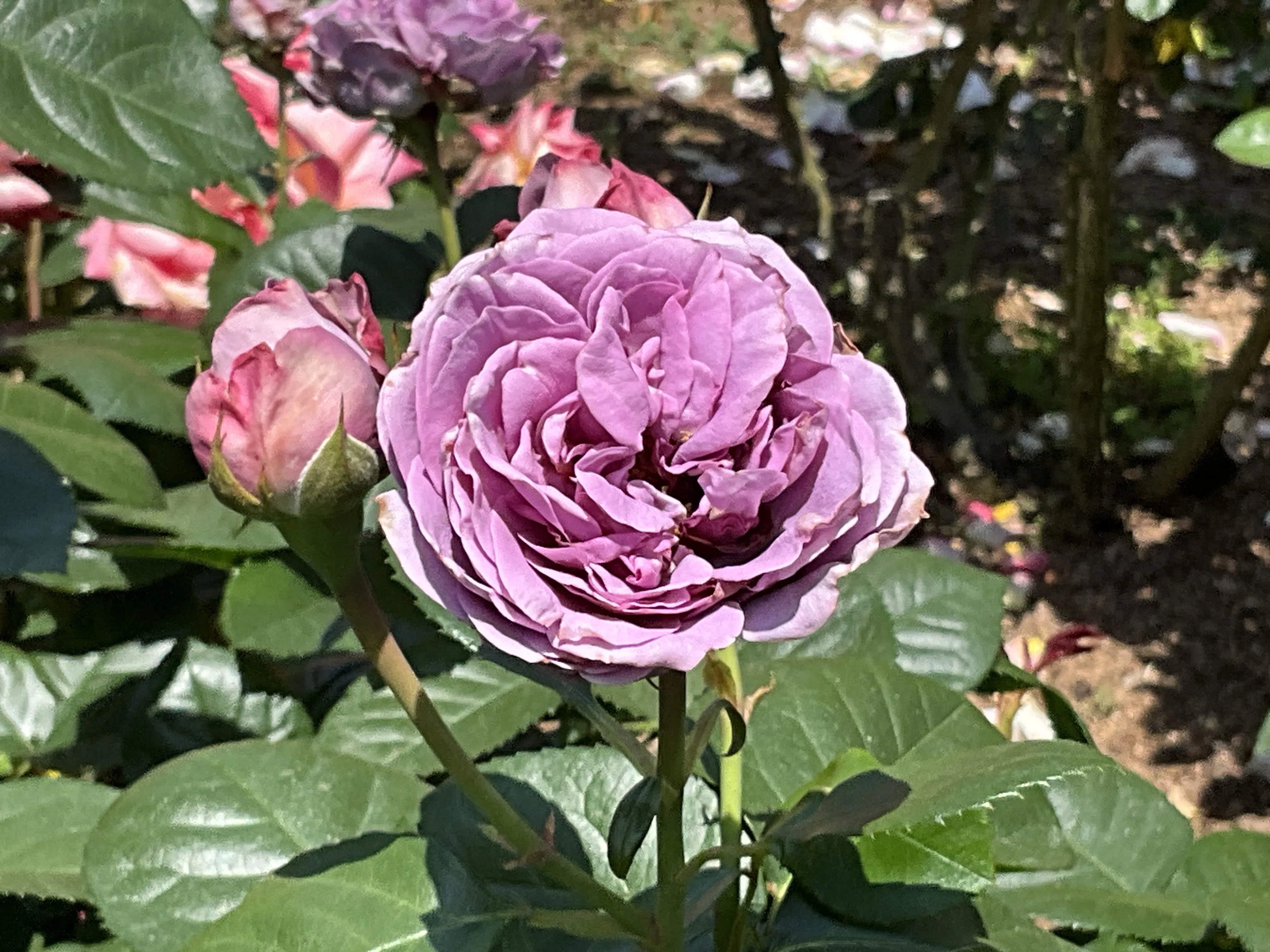 カインダ・ブルー（京都府立植物園）：2026年5月16日（土）｜藤井秀昭