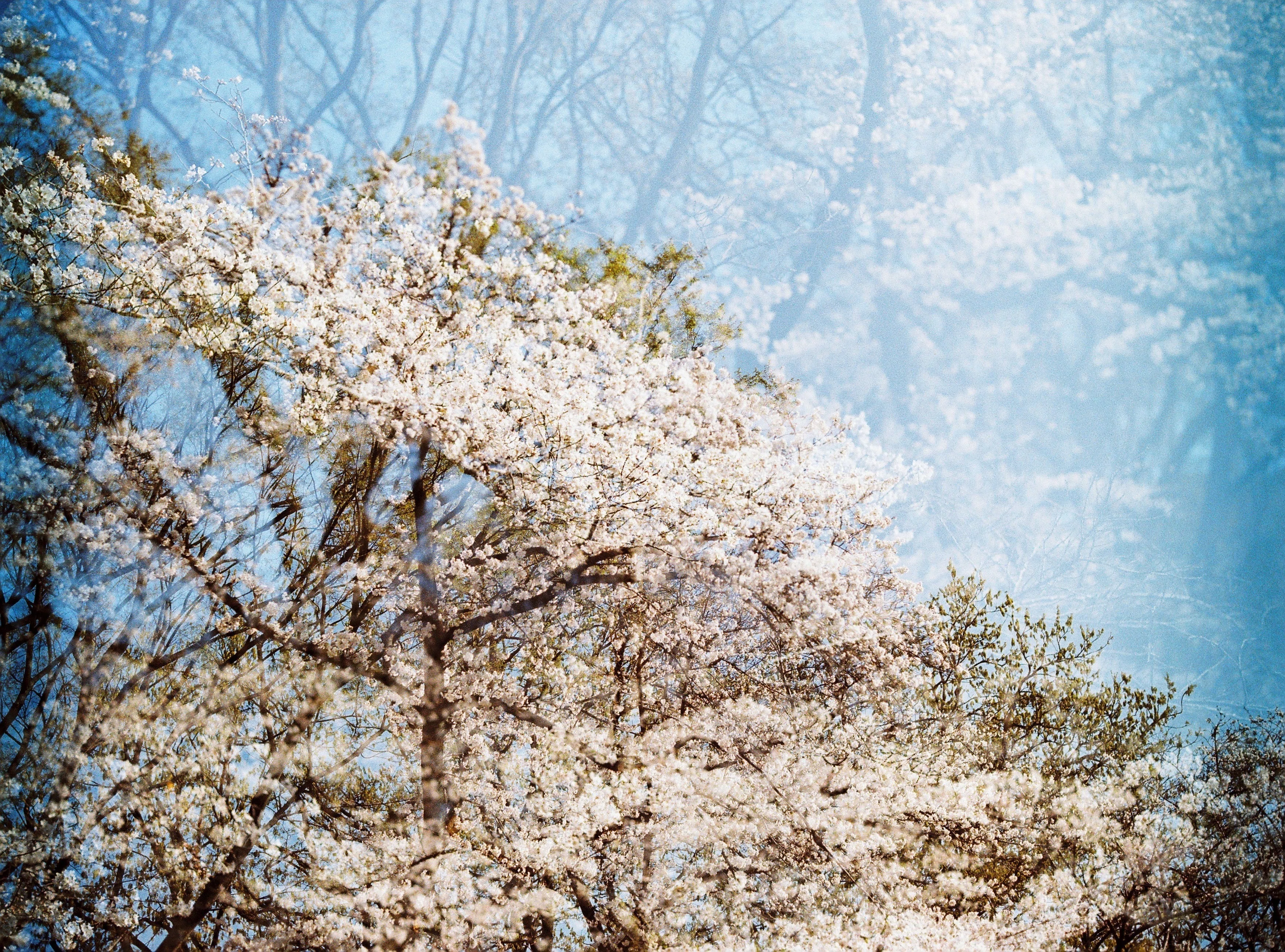 2026年春 桜がある景色｜Takumi Ikeda