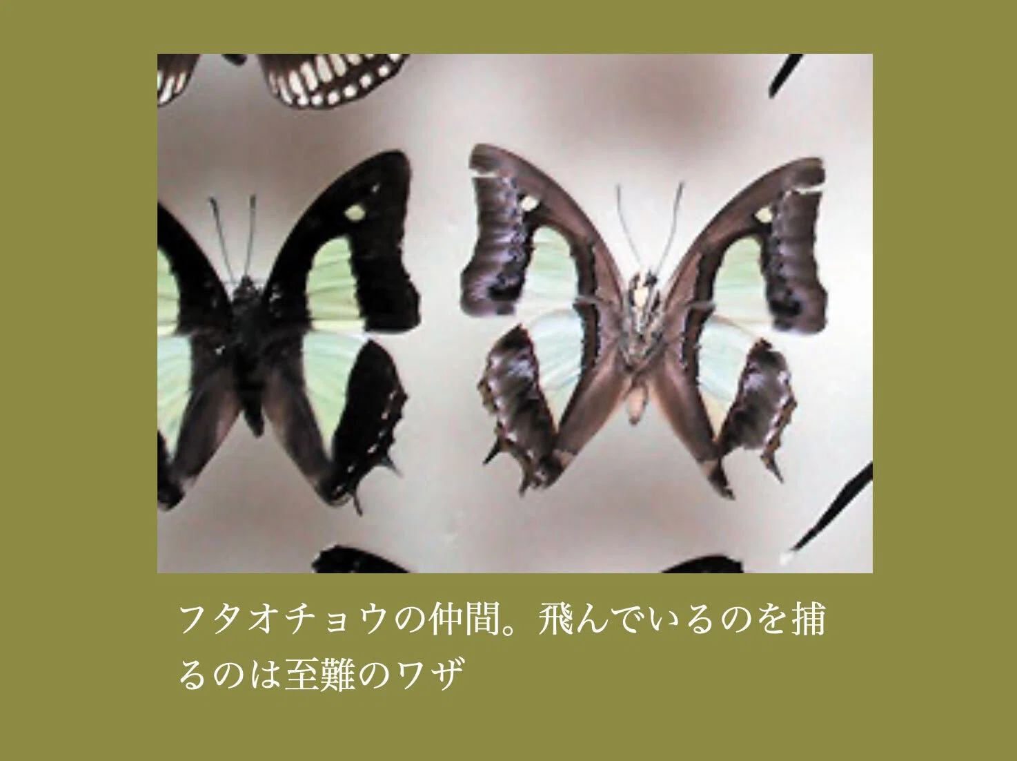 ジャングルと海〜2001タイ採集紀行○蝶採集リスト｜大内正伸