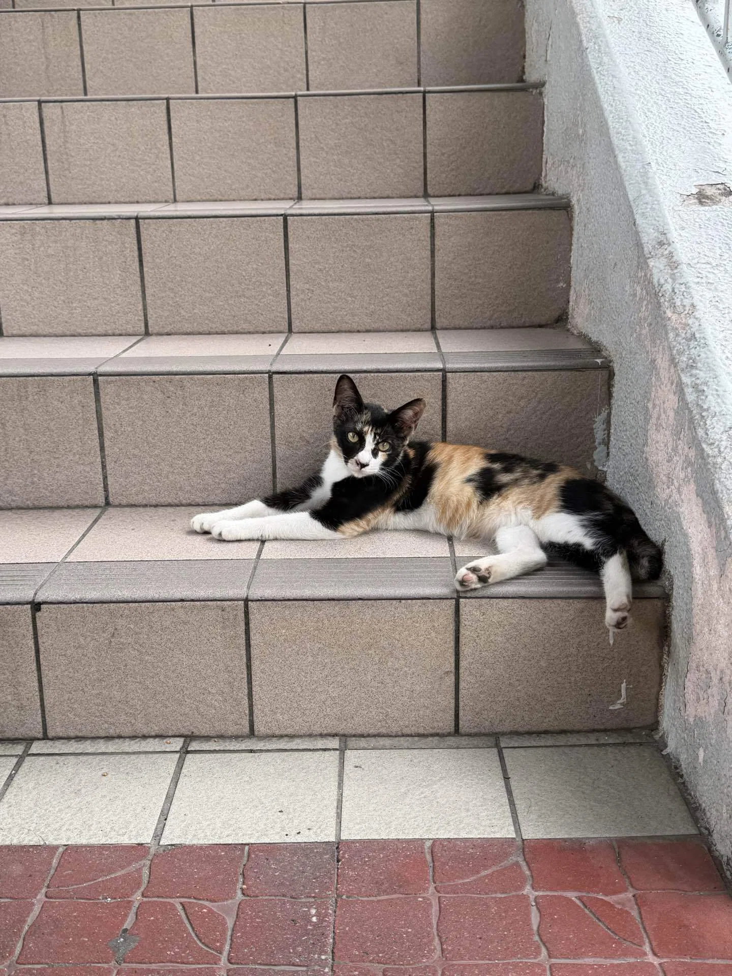 猫好きにはたまらない｜まつり