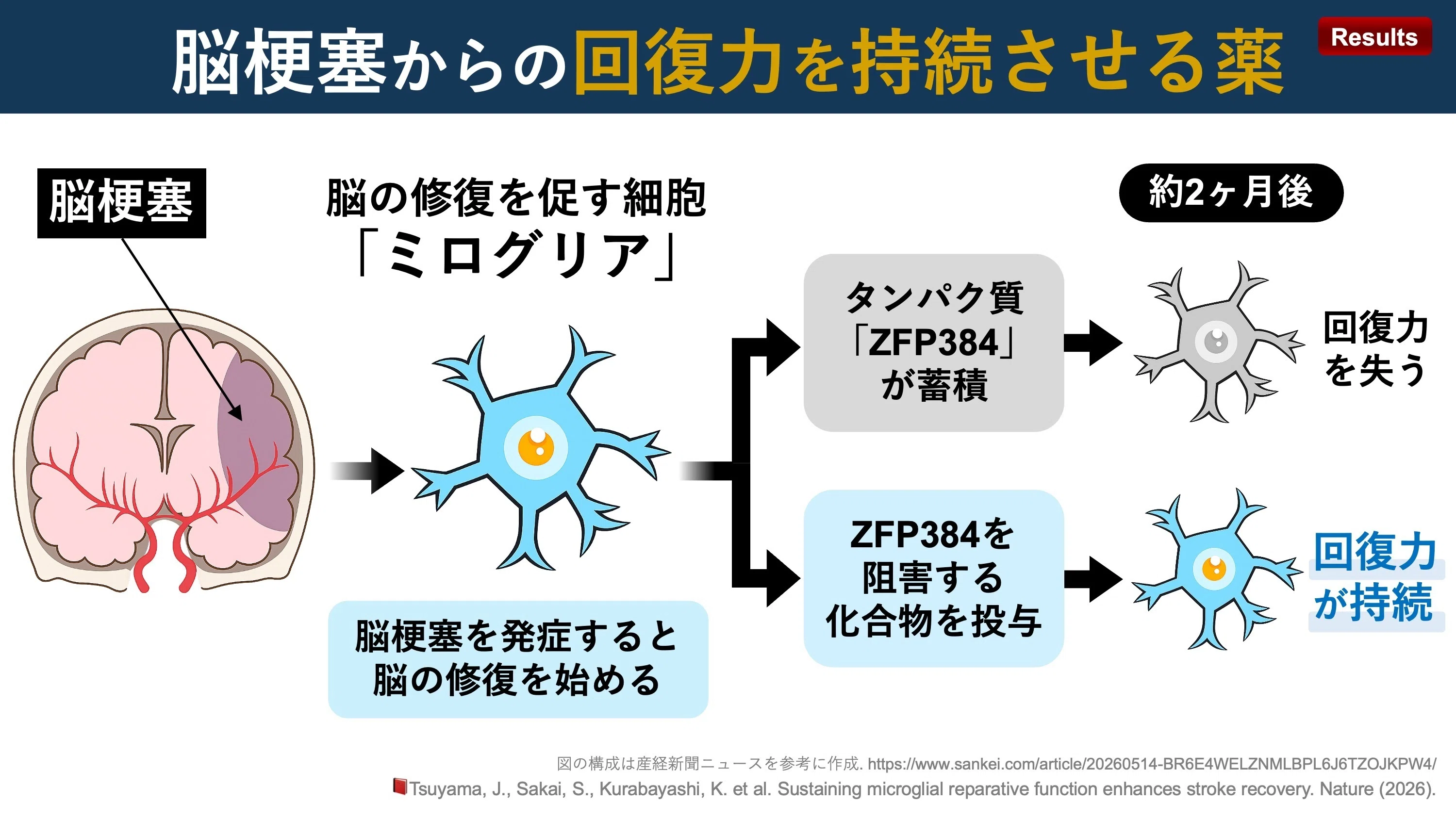 脳梗塞からの回復力を持続させる薬｜Super Human | 理学療法士／保健学